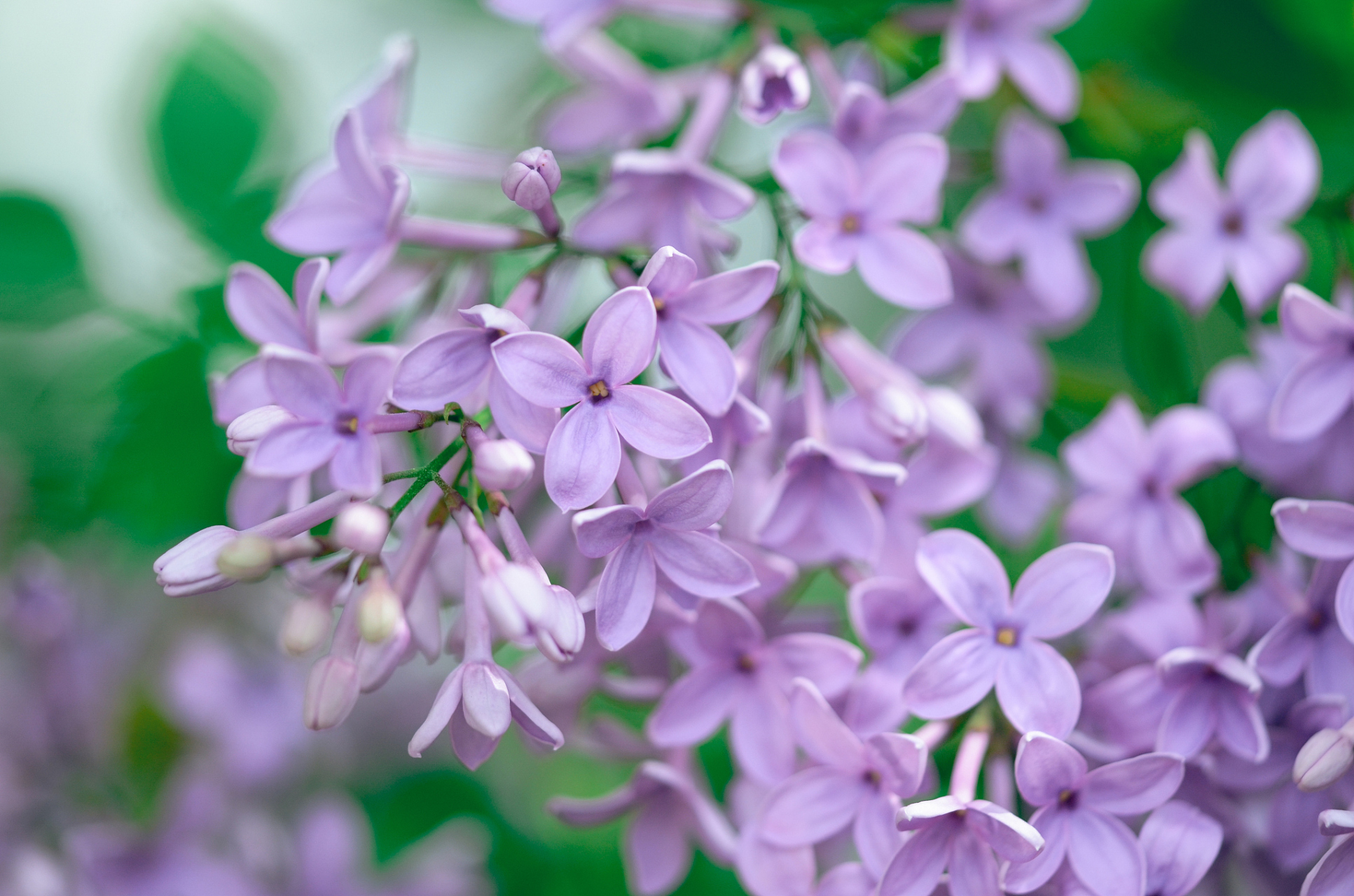在春天,当万物复苏的时候,丁香花也开始了它们绚烂的绽放
