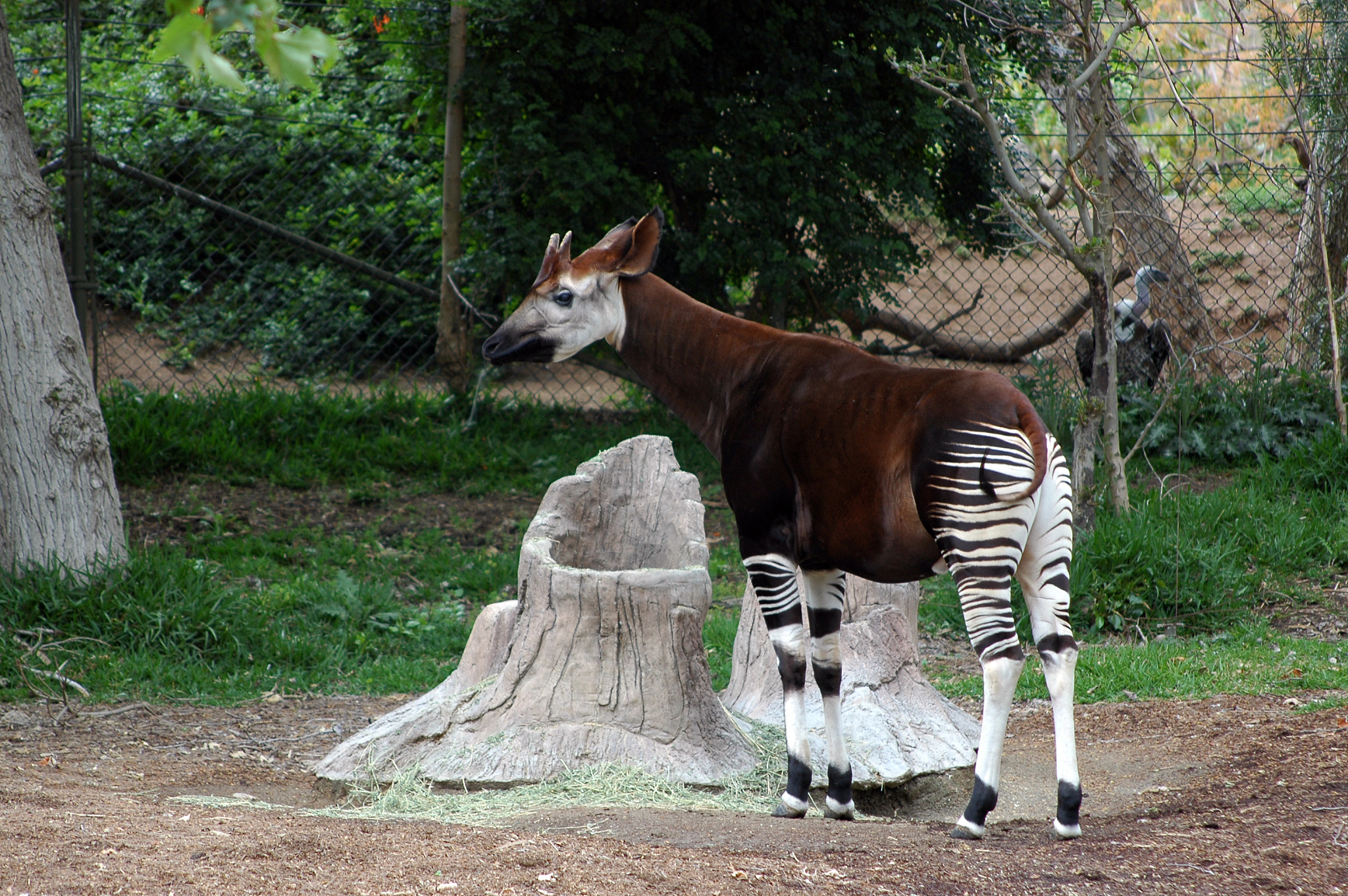 一天只睡60分钟,脚踩"沥青"的霍加狓究竟是一种怎样的动物?
