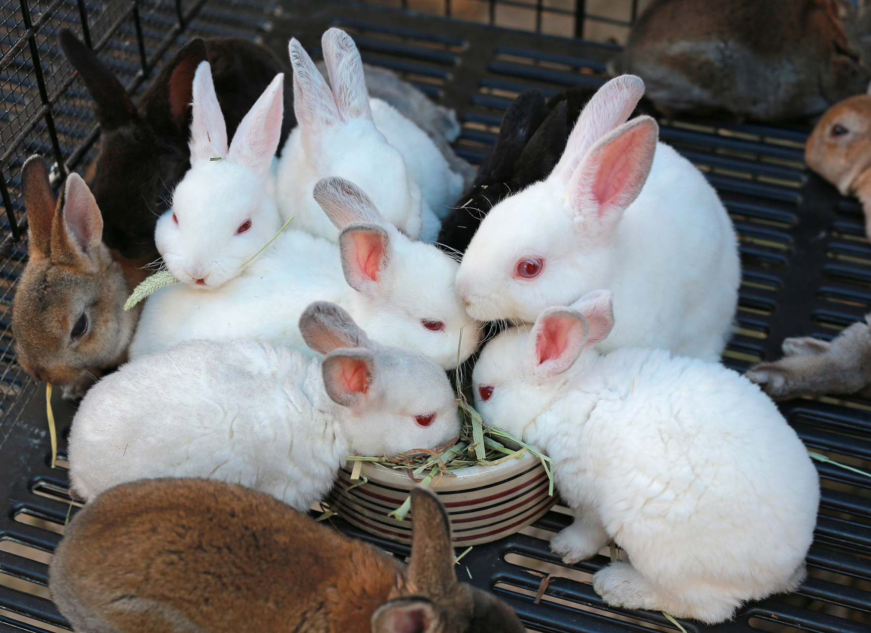 兔子繁殖快,农村为什么不养殖兔子来致富?