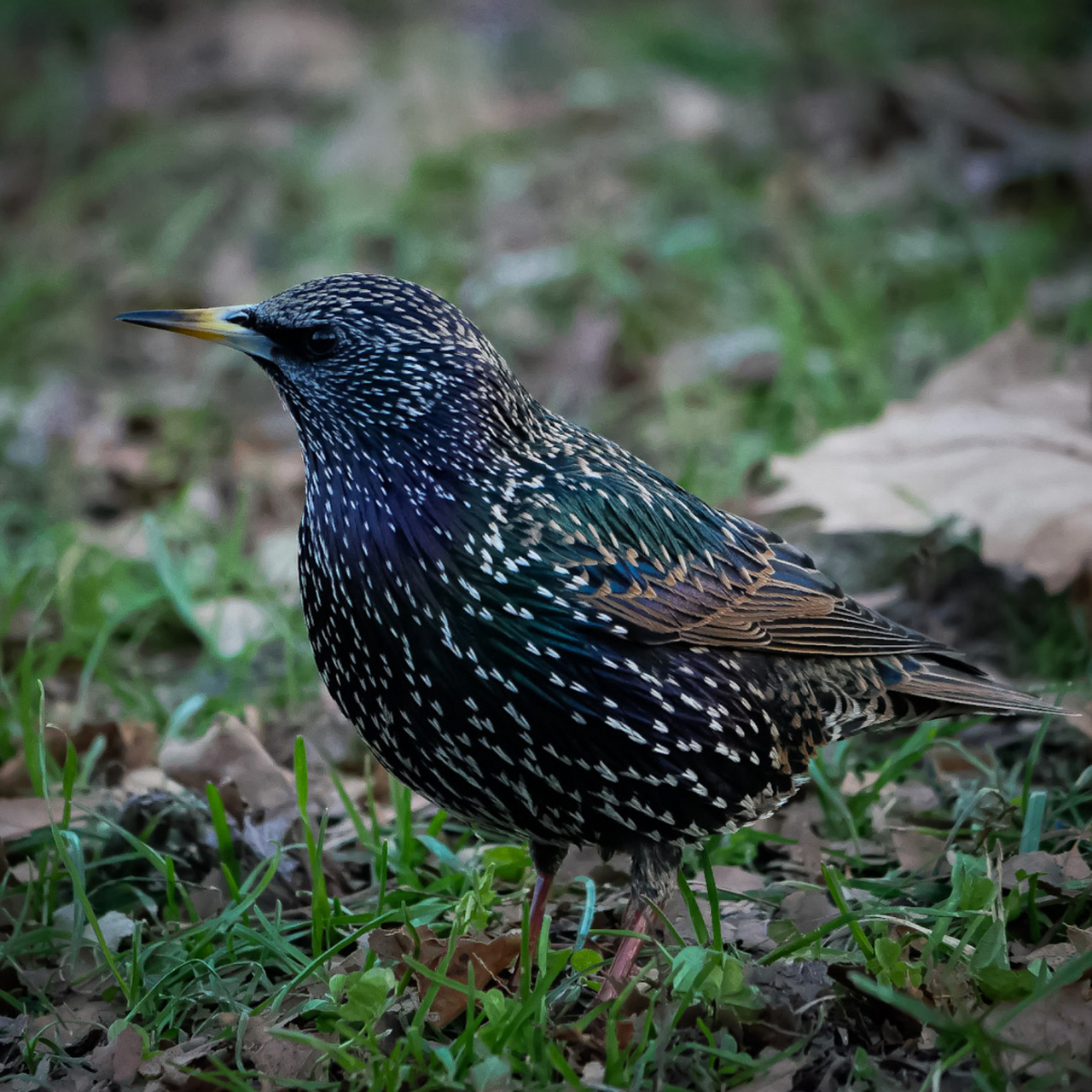 [原文:挑战椋鸟养殖,打造与自然.
