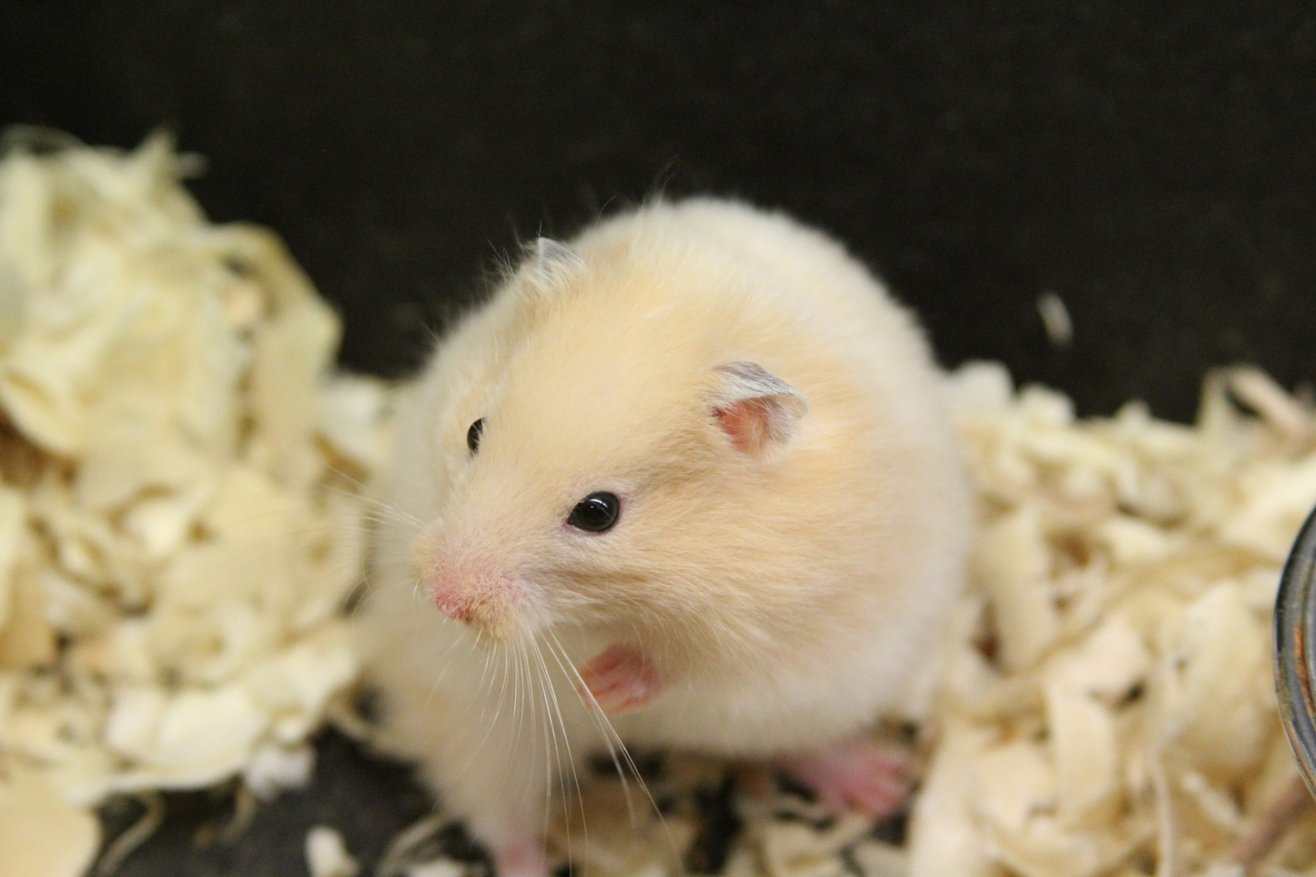 99  仓鼠的小世界虽然不大,但却充