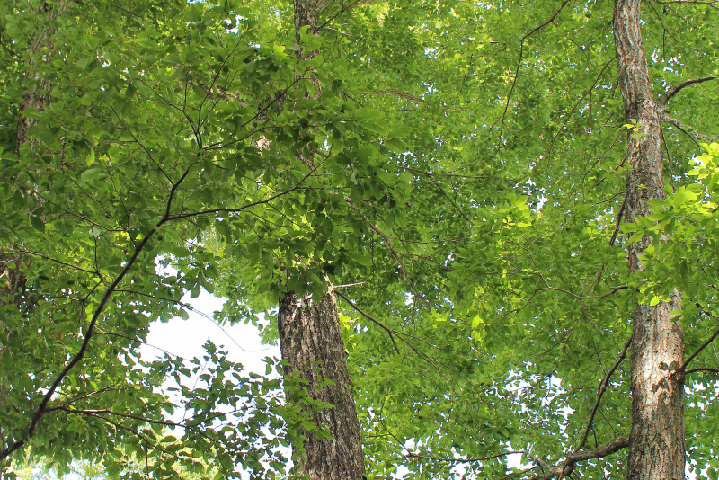 香樟树四季常青,不仅观赏价值高,适应力强更寓意吉祥长寿.