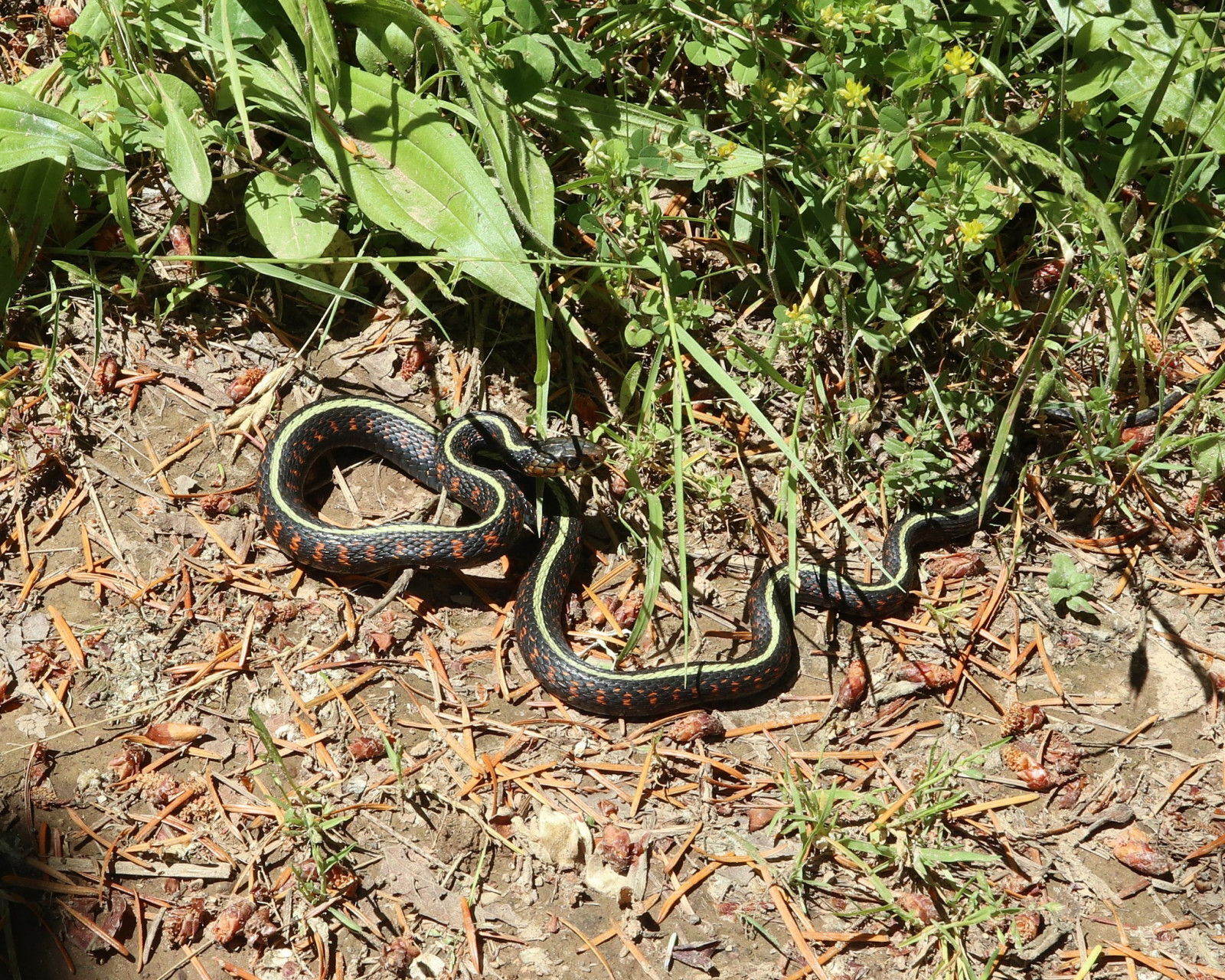 是我国独有,且仅在湖南莽山自然保护区分布的一种蛇类