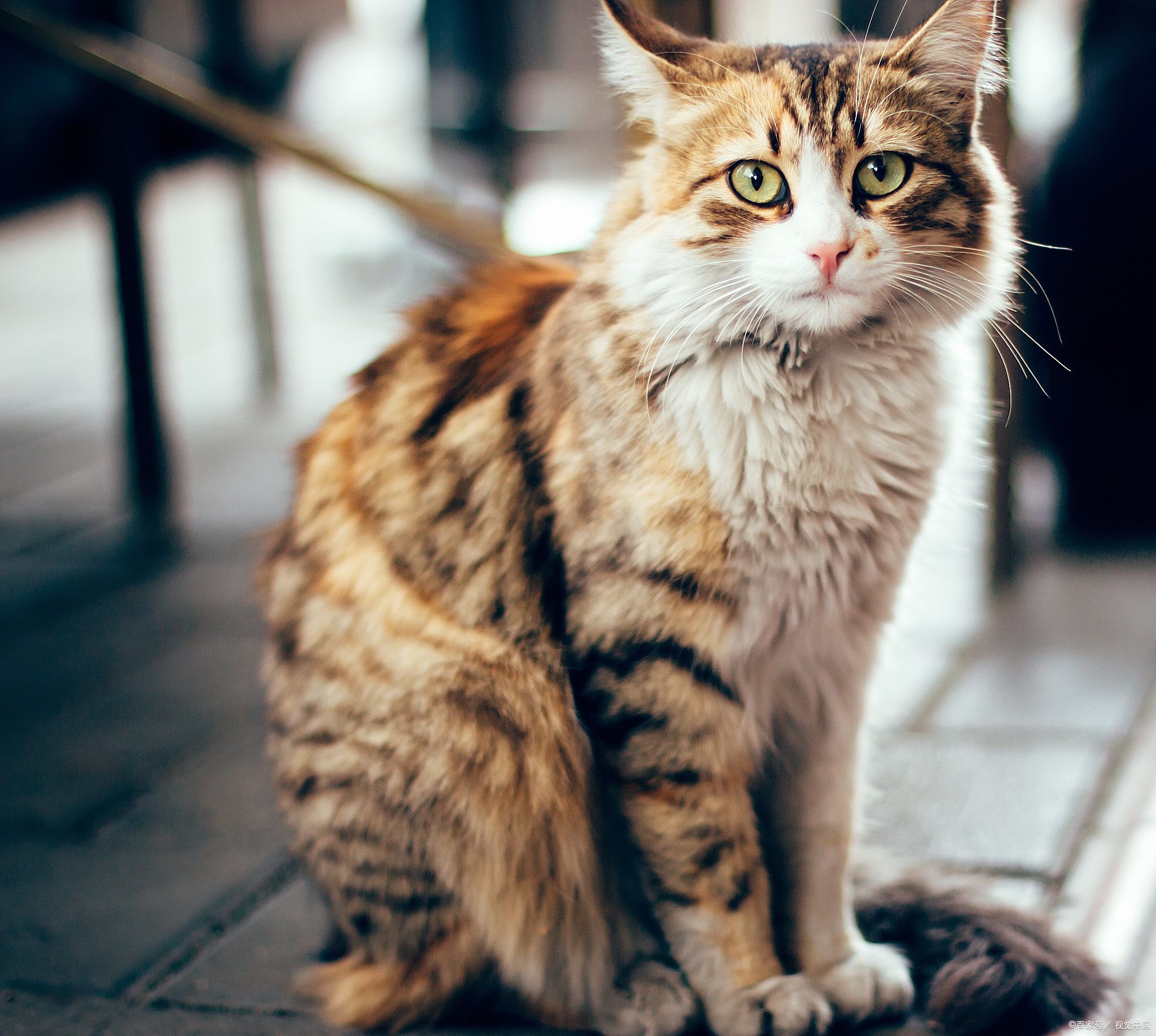 "猫咪界的三大恶霸,它们的威名你听说过吗?