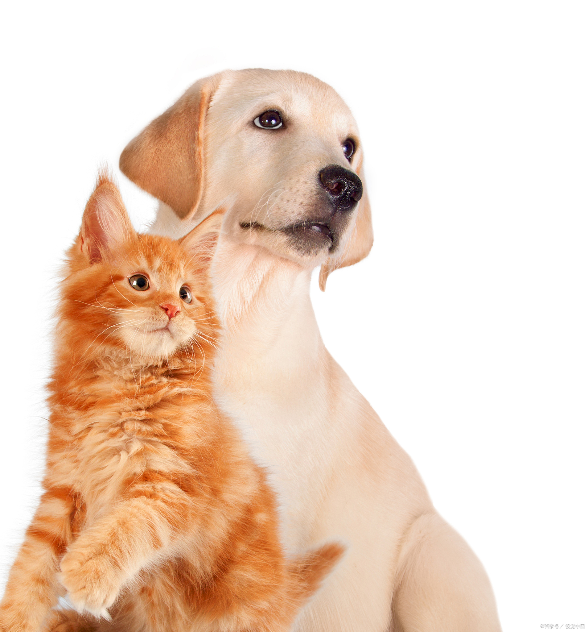 猫咪和狗可以同时一起养吗?