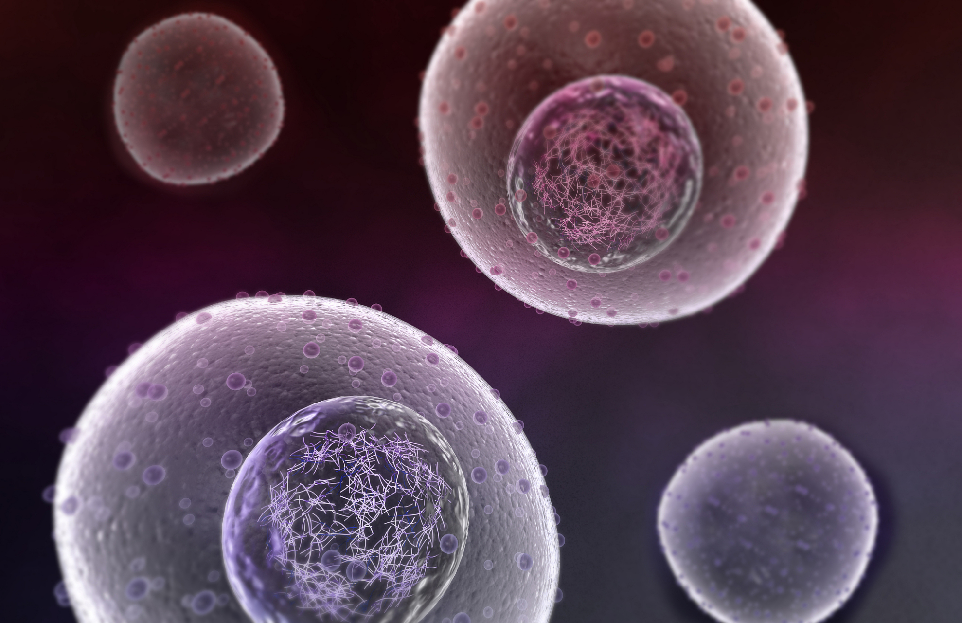 使得外源基因成为宿主细胞基因组的一部分,通过筛选可得到稳定表达