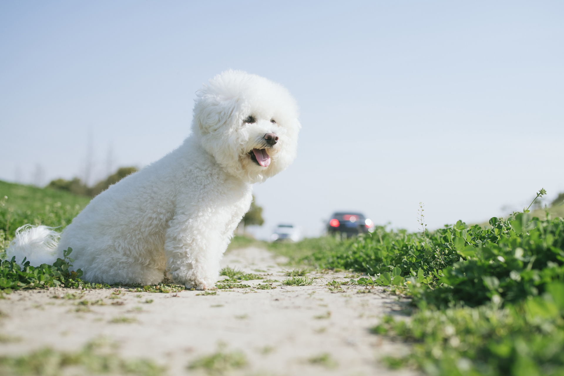 比熊犬是一种温顺,活泼,聪明的狗狗,深受人们的喜爱.
