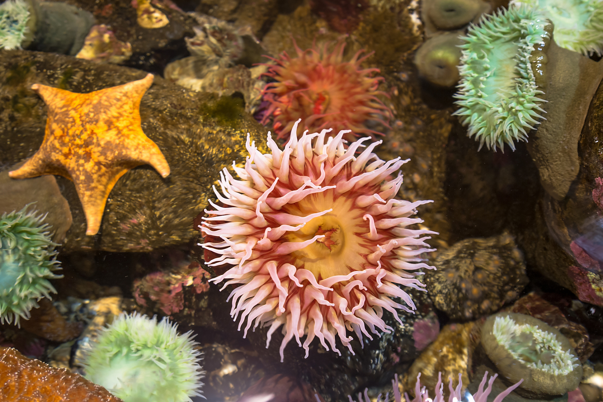 海葵是一种构造简单的水生动物,属于刺胞动物门,珊瑚纲,六放珊瑚亚纲.