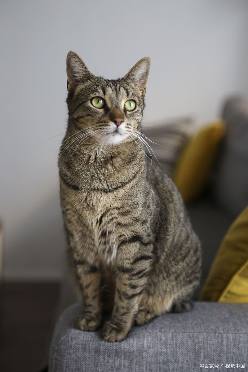中华田园猫中哪些品种最适合家庭饲养?