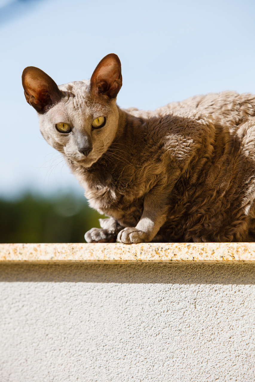 你知道吗,这种猫咪曾经是古埃及人崇拜和崇敬的对象,现在它们成为了最