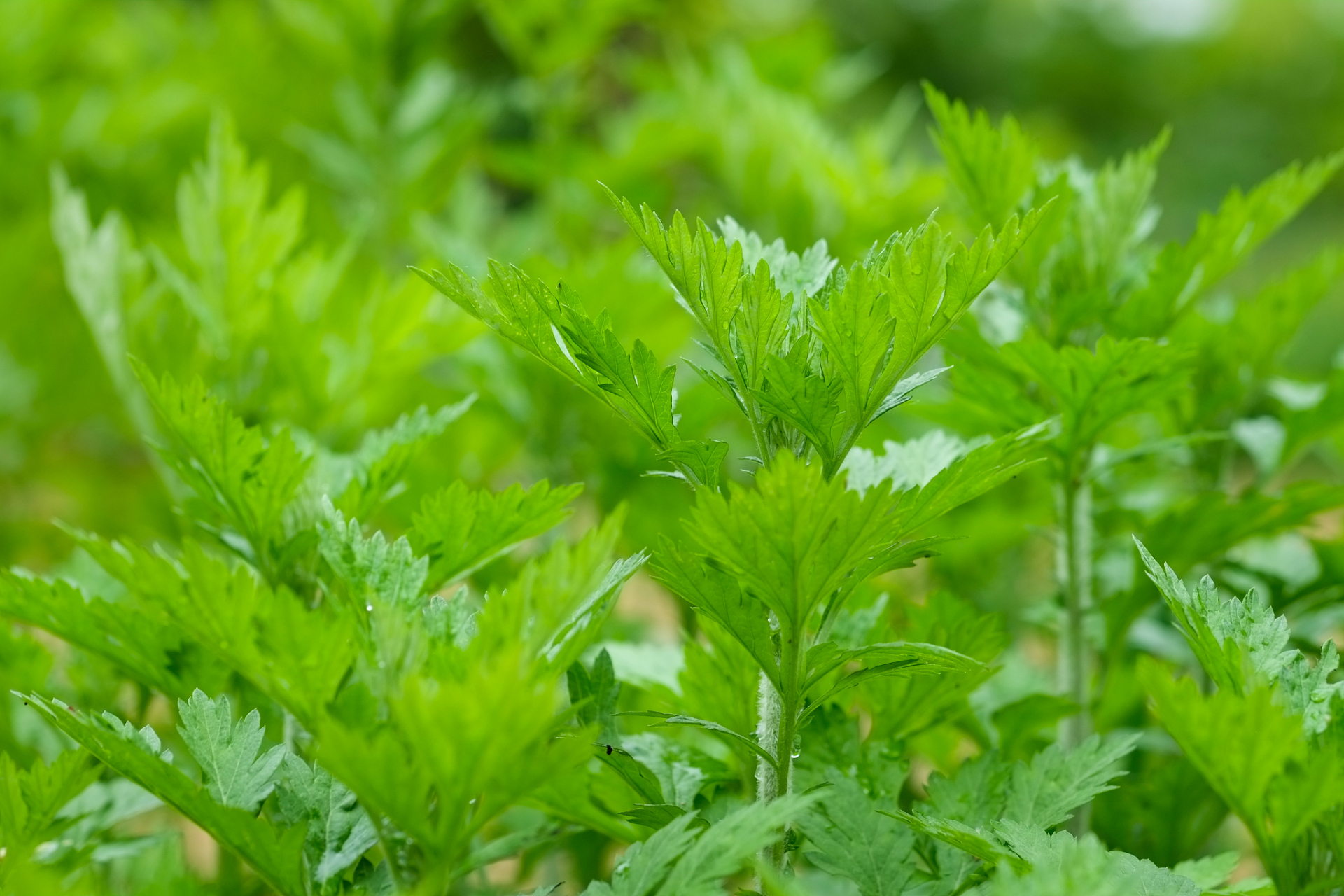 艾草,又称"灸草"或"艾蒿"等,是一种常见的草本植物,常被用于中药材