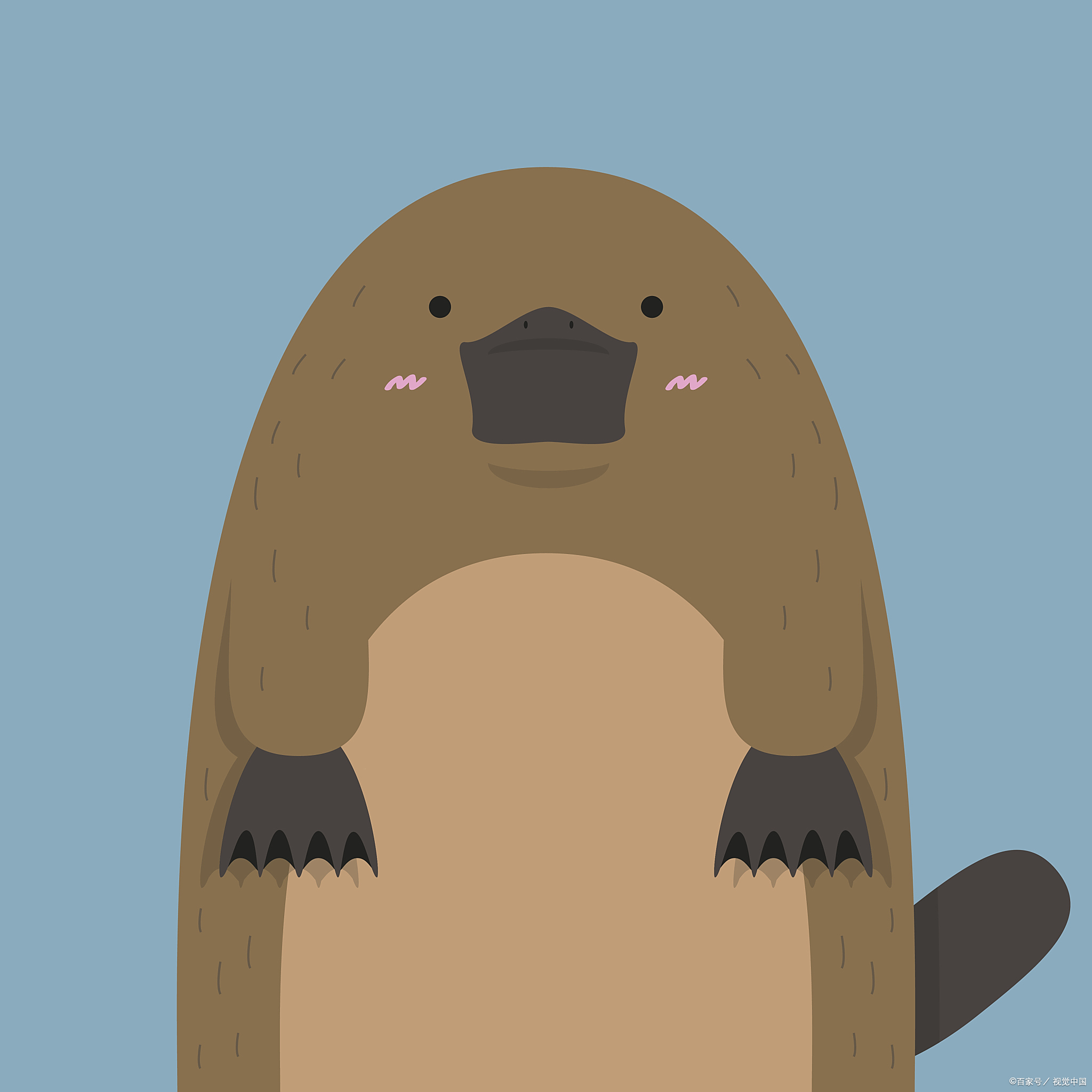 鸭嘴兽:来自澳洲,最不真实,会下蛋的哺乳动物,它还有毒!