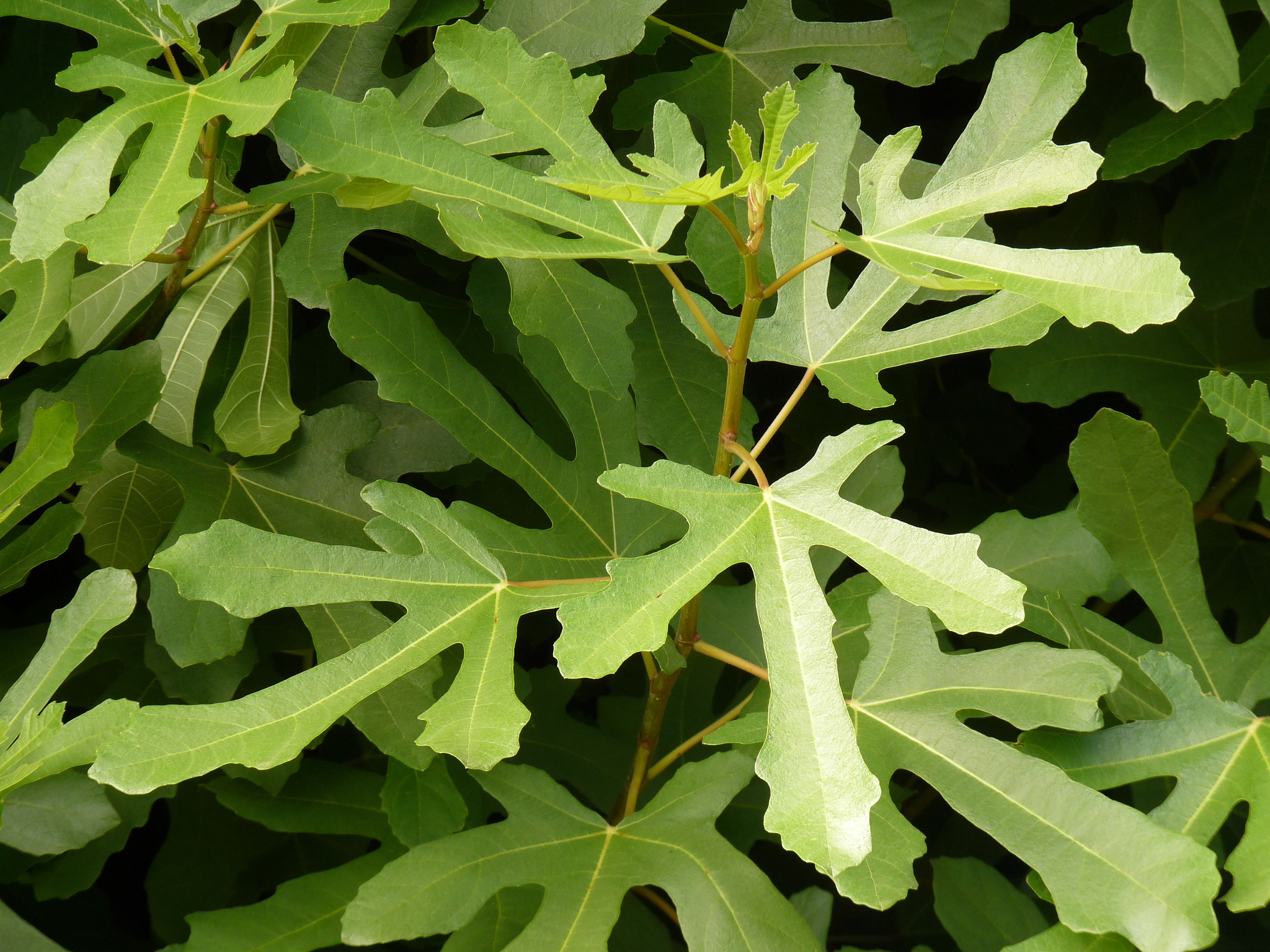 黄连是什么植物?黄连种植海拔要求