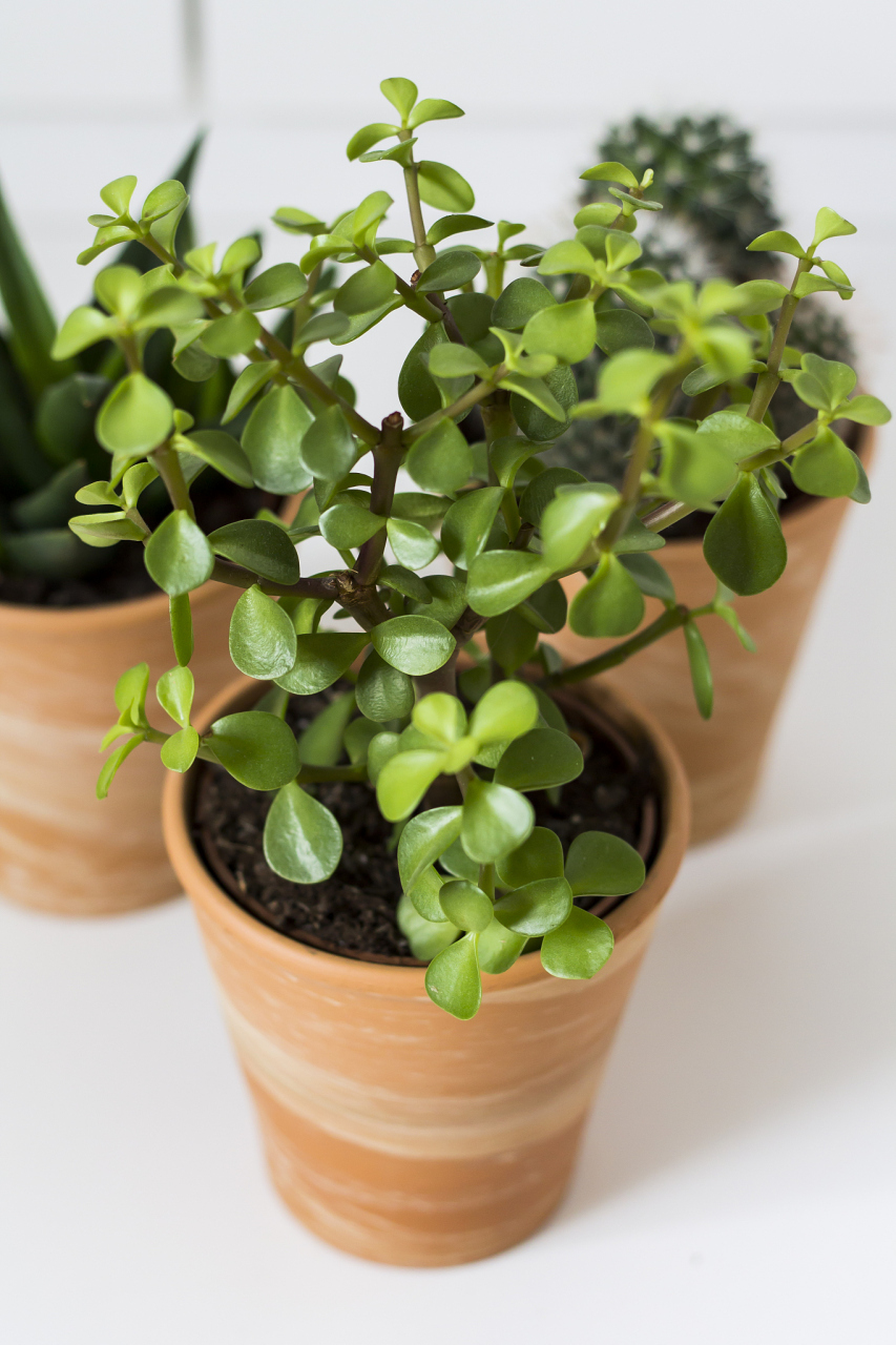 盆景# 养护盆景:冬天家里最适合种养的绿植之金枝玉叶 金枝玉叶又名