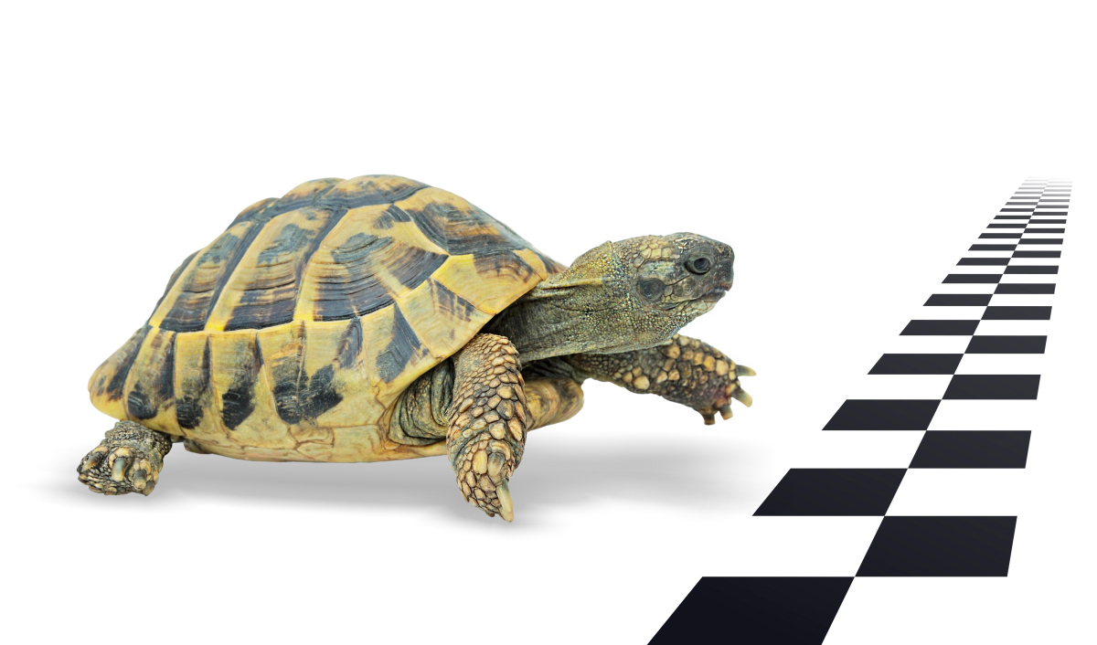 乌龟,这个我们常见的爬行动物,是否拥有与我们人类或其他哺乳动物相似