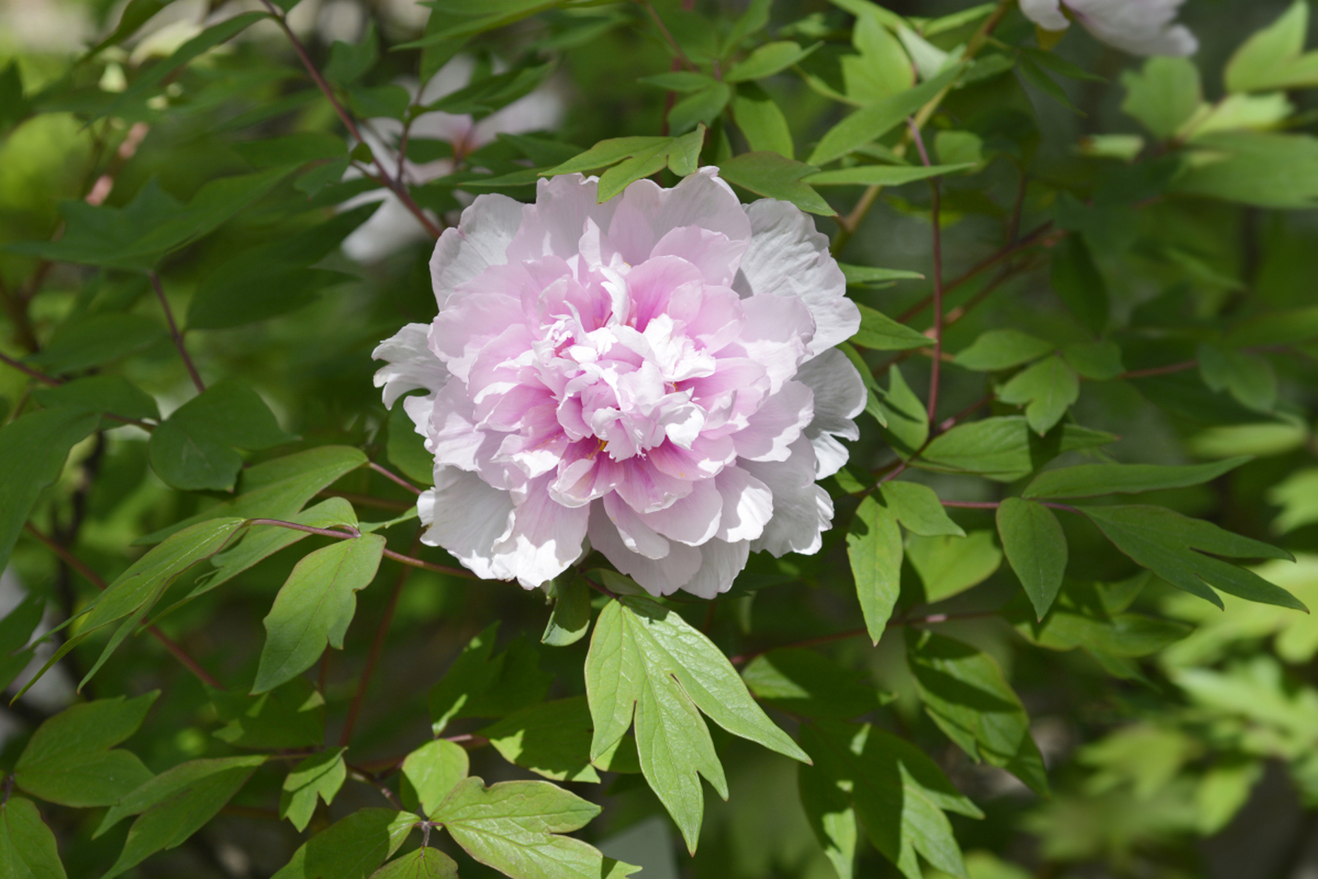 许开明何其优秀,外表英俊,才华横溢,为人阳光,年