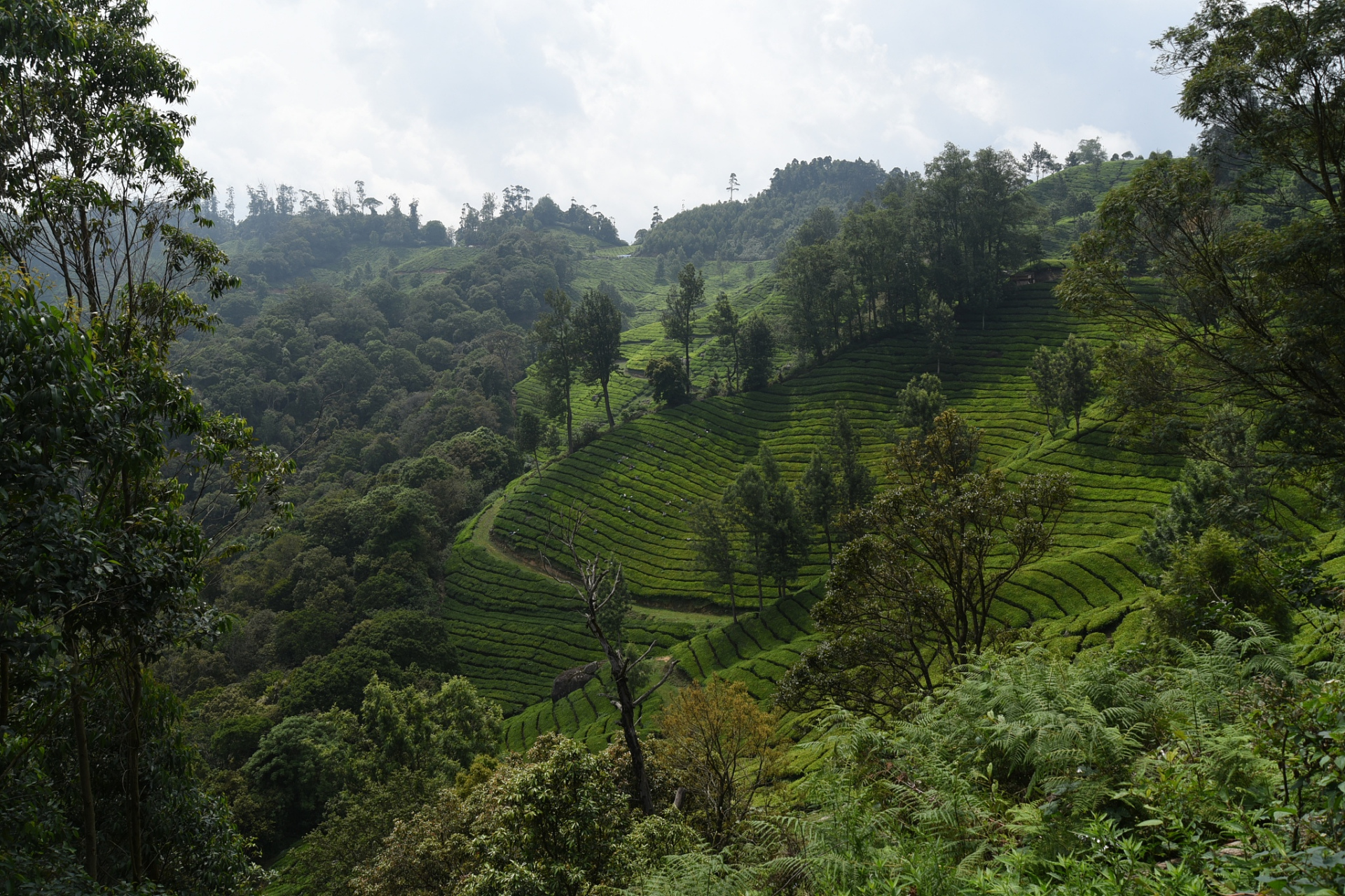 位于云南普洱市的普洱景迈山古茶林,是一处充满历史与文化底蕴的胜地.