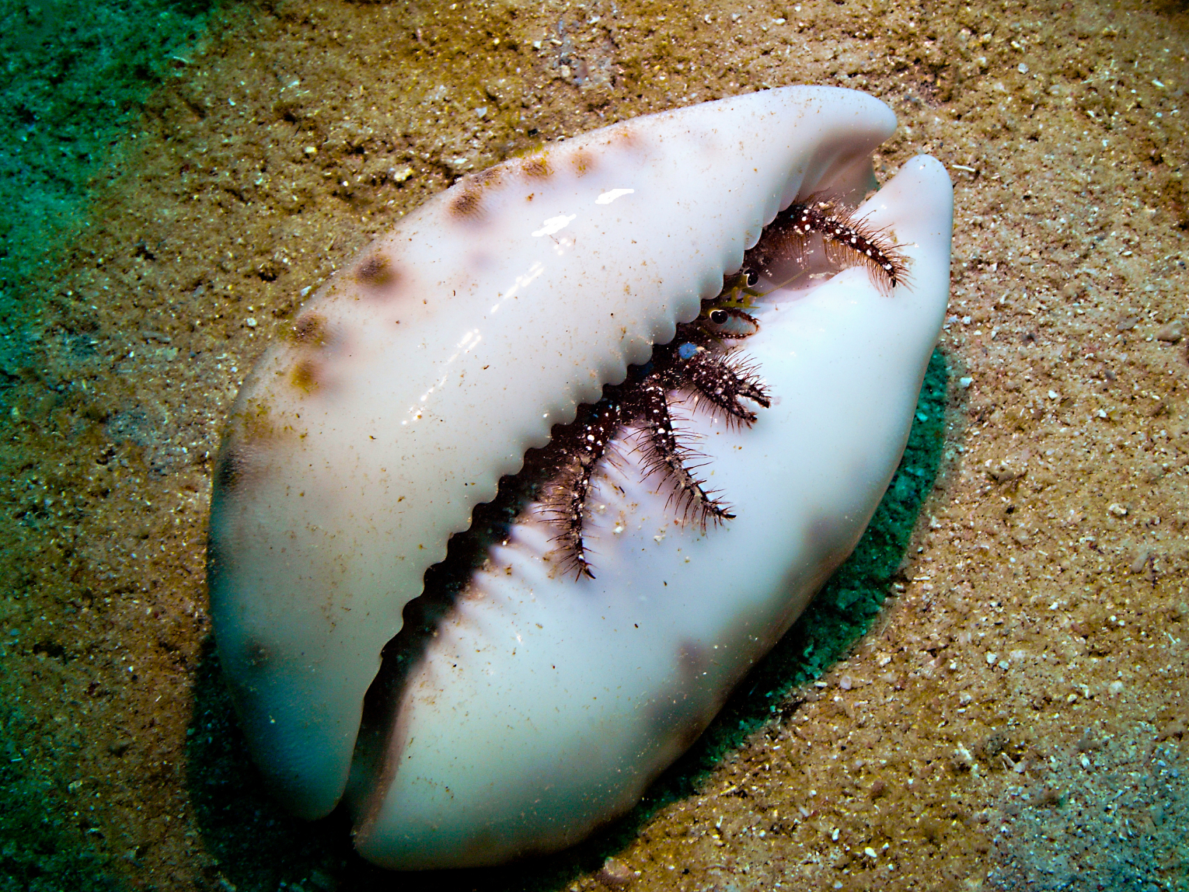 原来鲨鱼卵长这样# 好神奇啊!第一次见这种事,觉得太魔幻了!