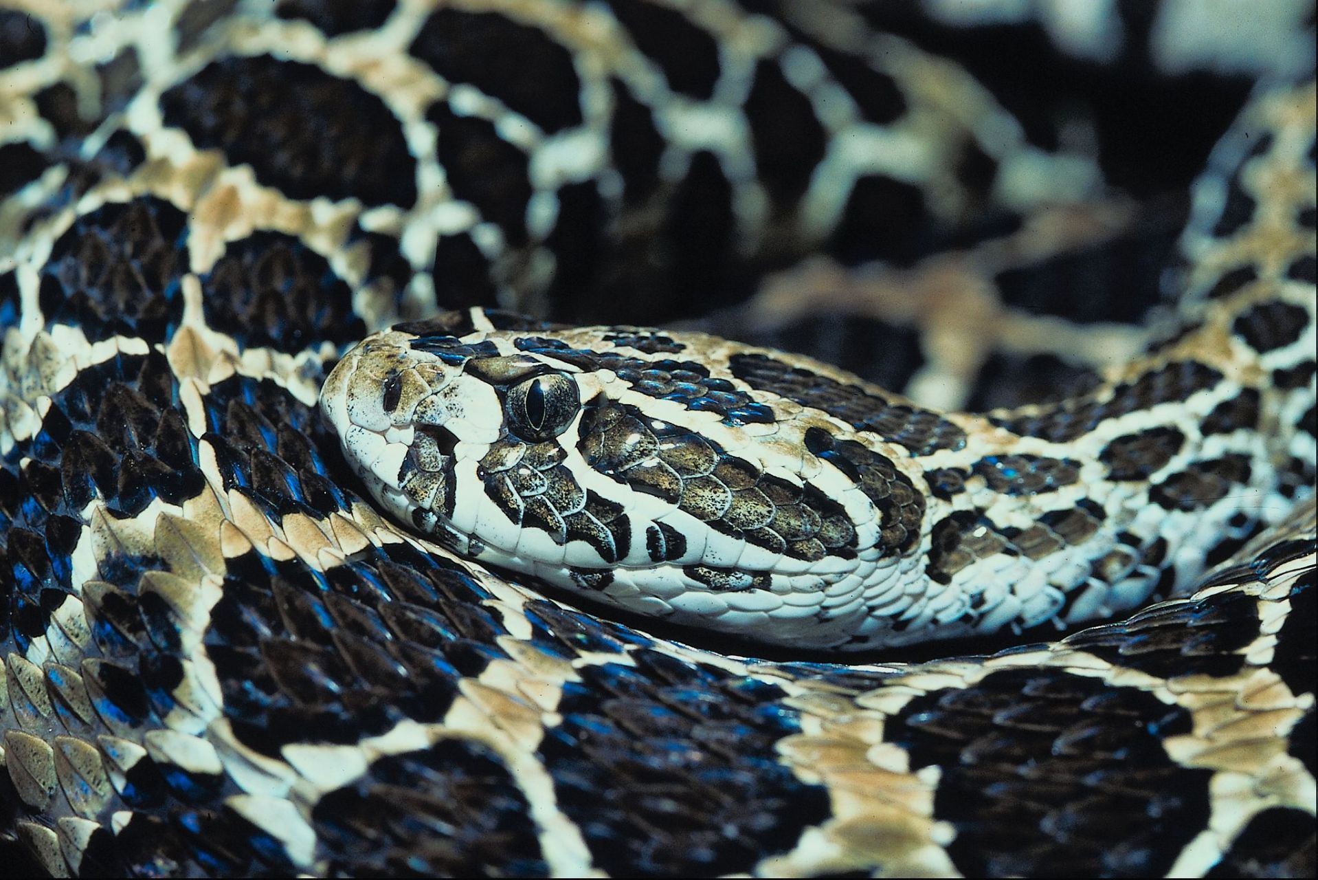 云南发现最大的蟒蛇图片