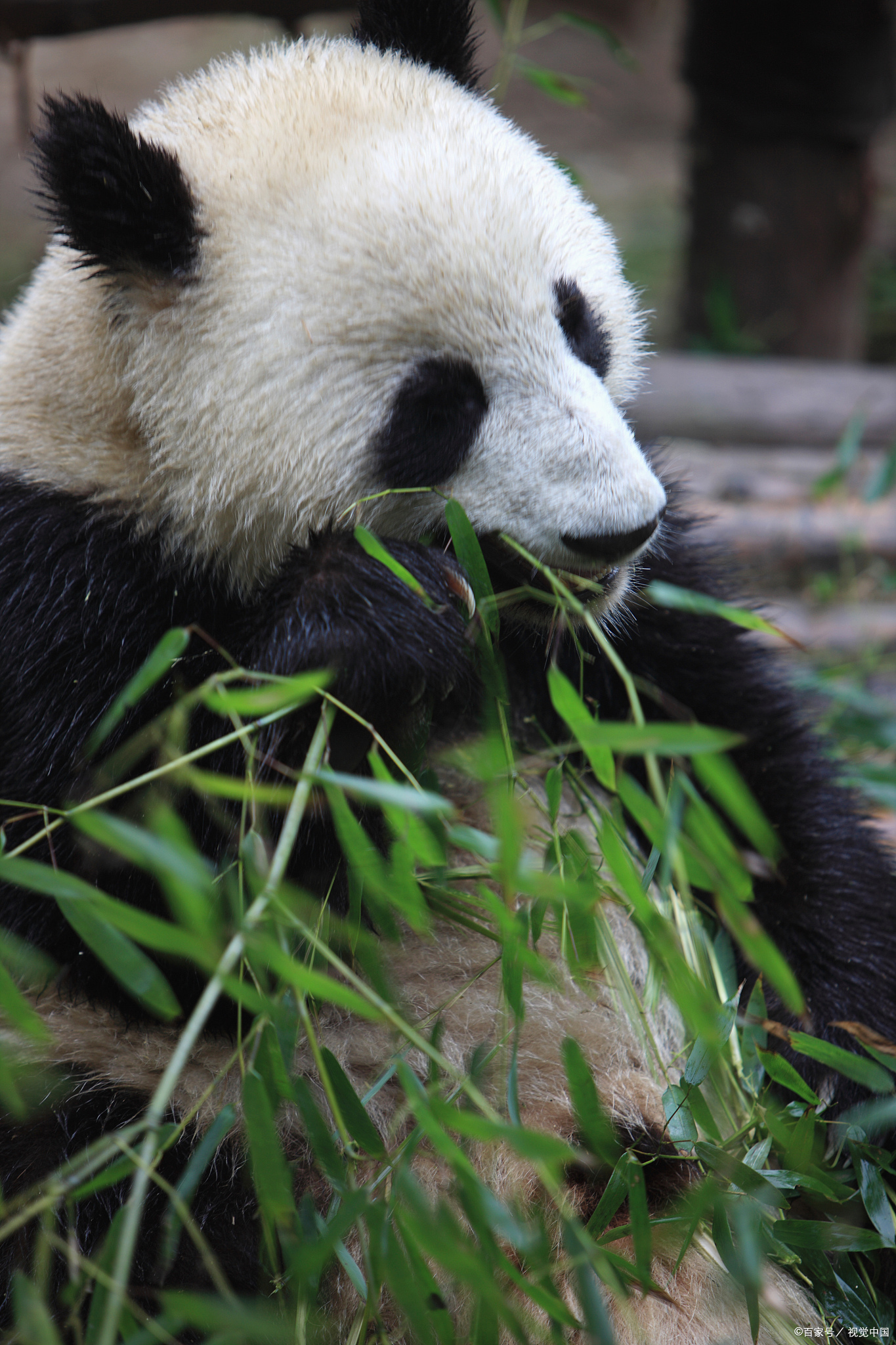 美国熊猫营销号图片