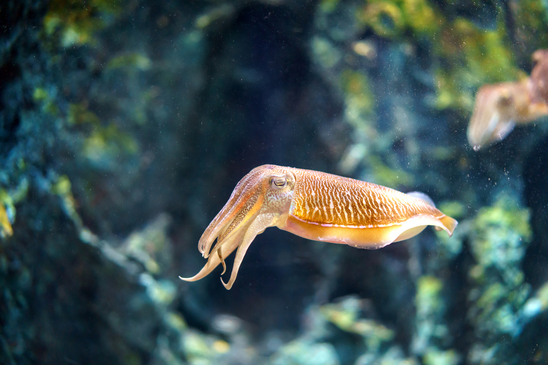 软体动物包括蜗牛,章鱼和鱿鱼,它们的身体柔软没有骨骼,但各有独特的
