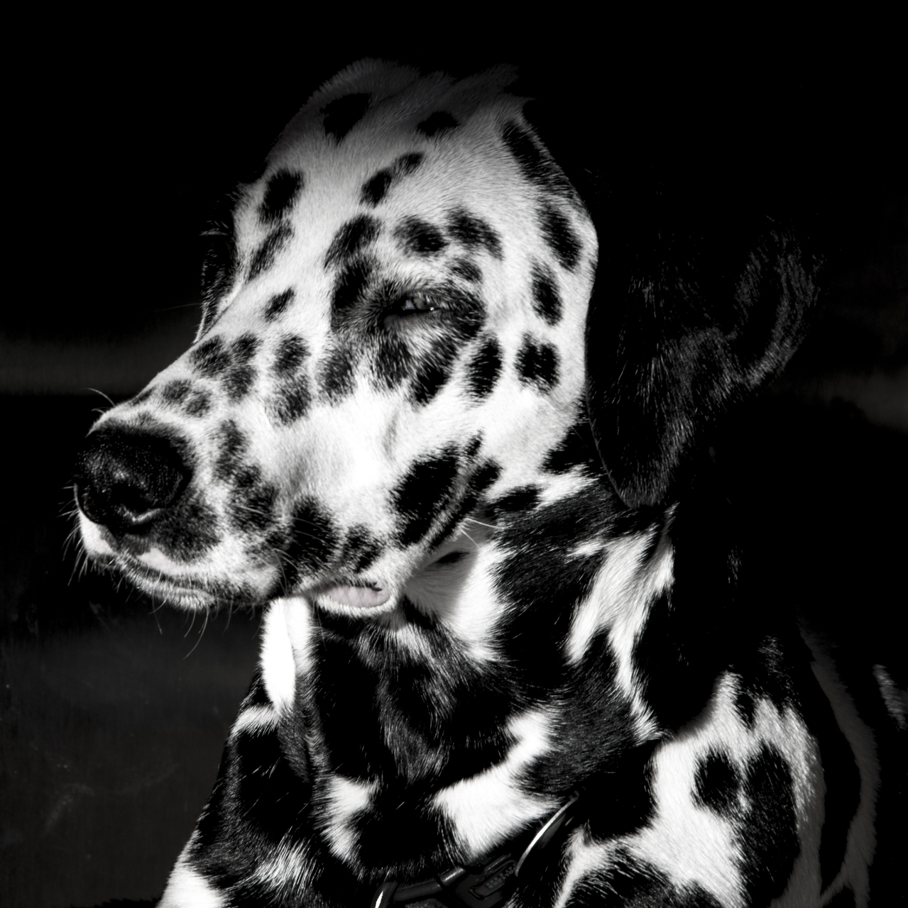 斑点狗,活泼聪明,充满活力,黑白斑点外貌独特迷人.