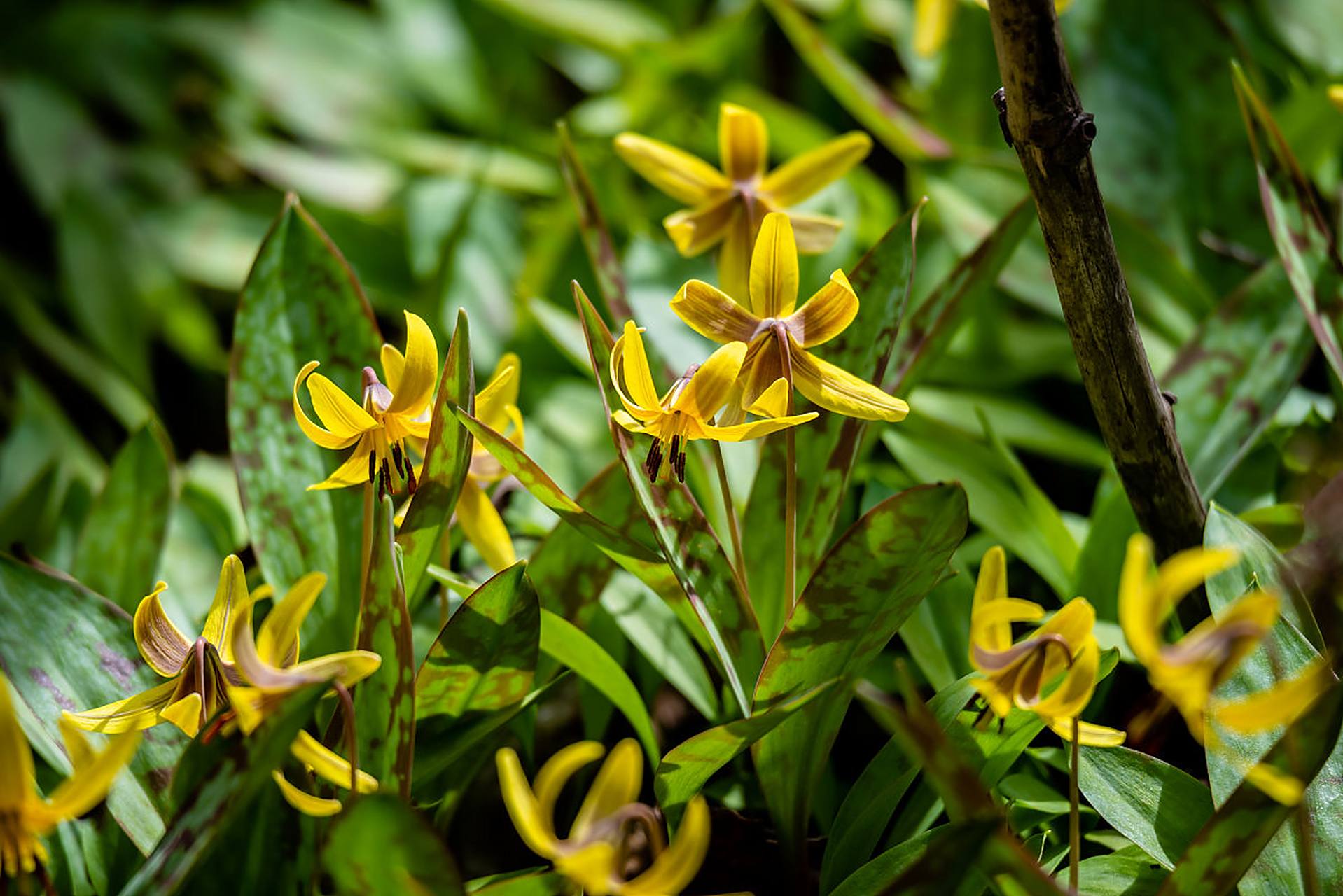 黄蝉兰是一种比较常见的兰花,要养好它#兰花# #兰花种植# #养花小知识
