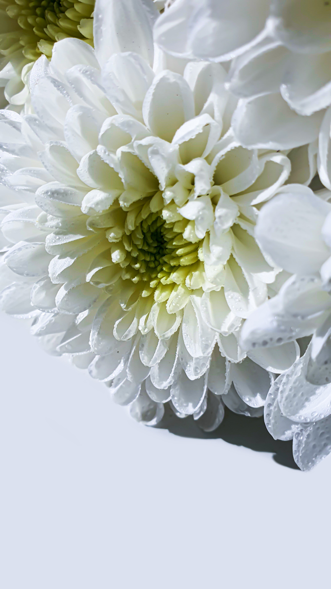 首先,白菊的花语是纯洁和真诚,它代表着人们对 白菊花图片白色菊花