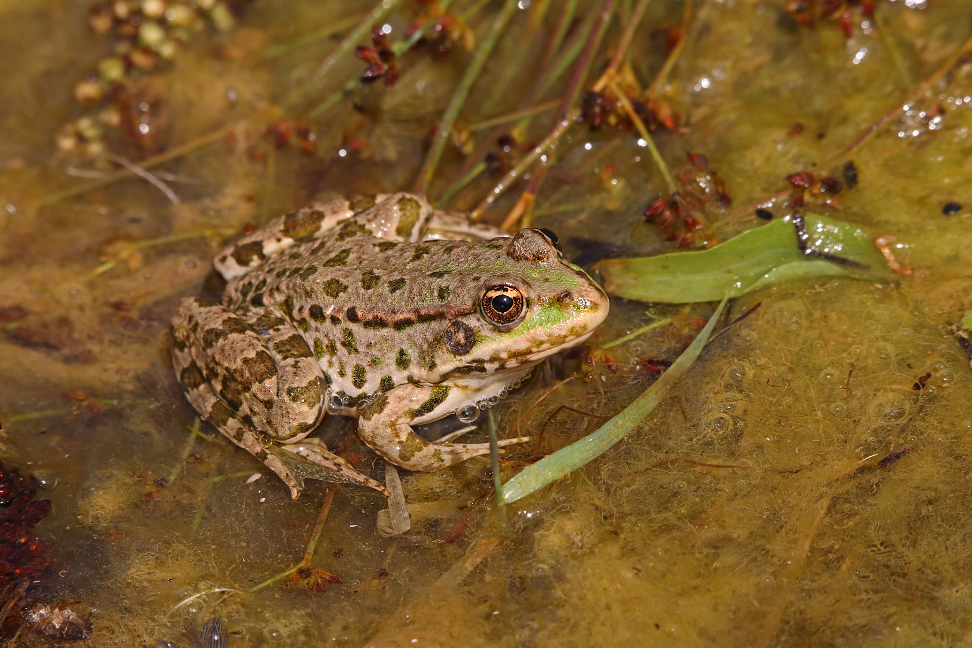 沼蛙的天敌多种多样,包括蛇类,猛禽和蝾螈等两栖动物.