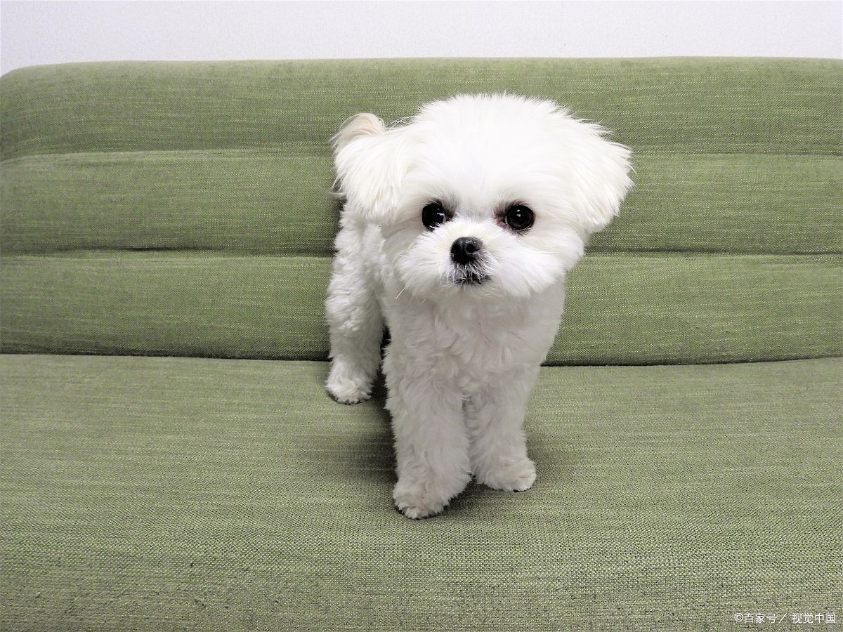 茶杯犬养护全攻略:小巧玲珑的它们,如何陪伴我们走过温馨时光?