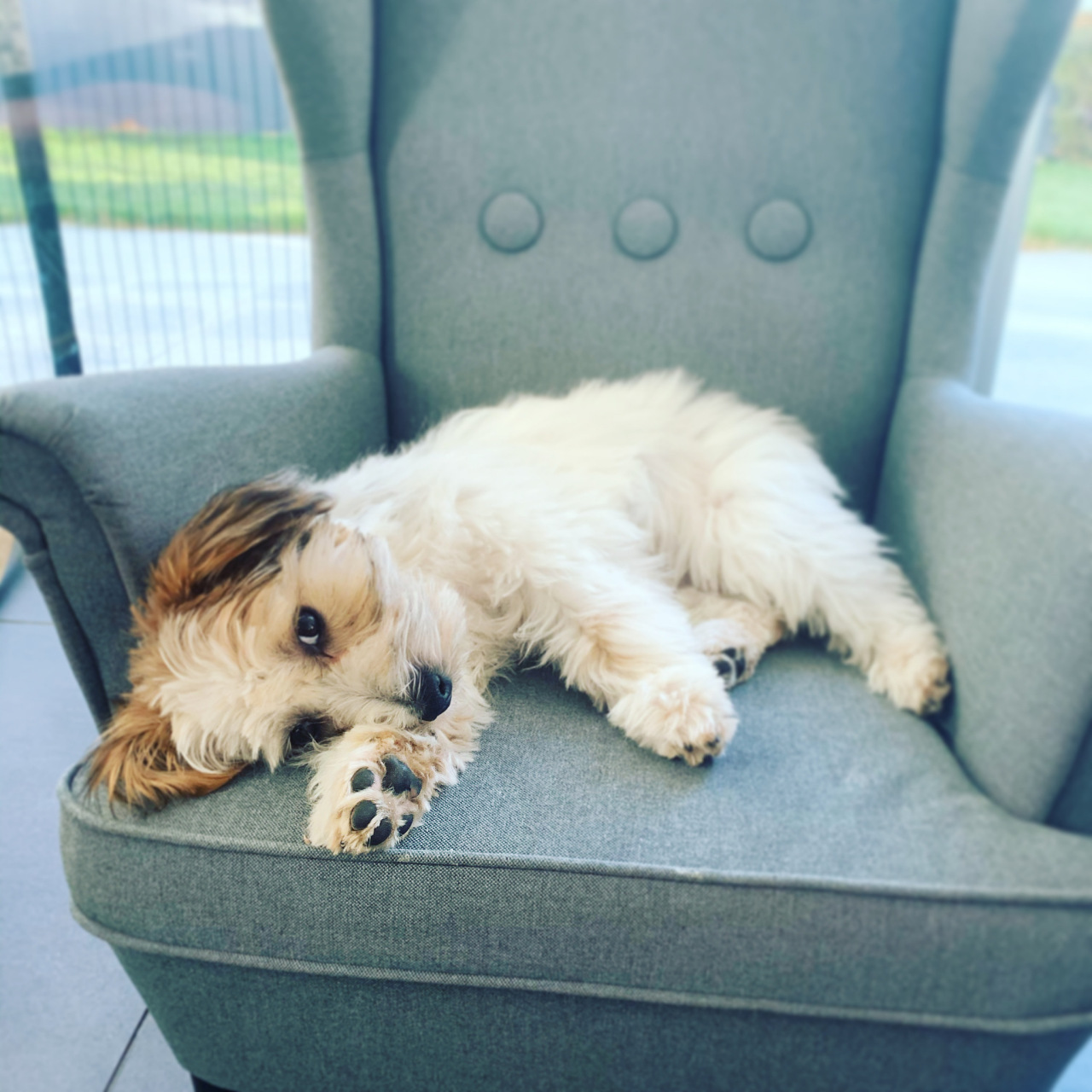 如果你的狗狗趴着不动不吃不喝,这可能是一个不正常的行为,需要引起