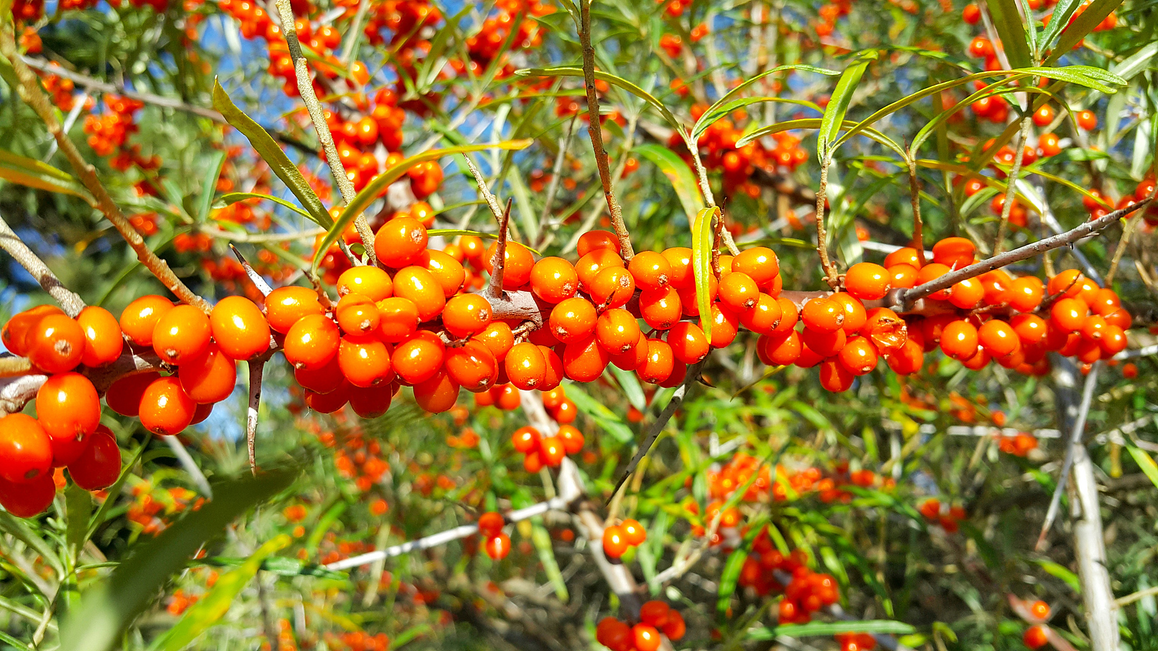 沙棘是酸性还是碱性食物?