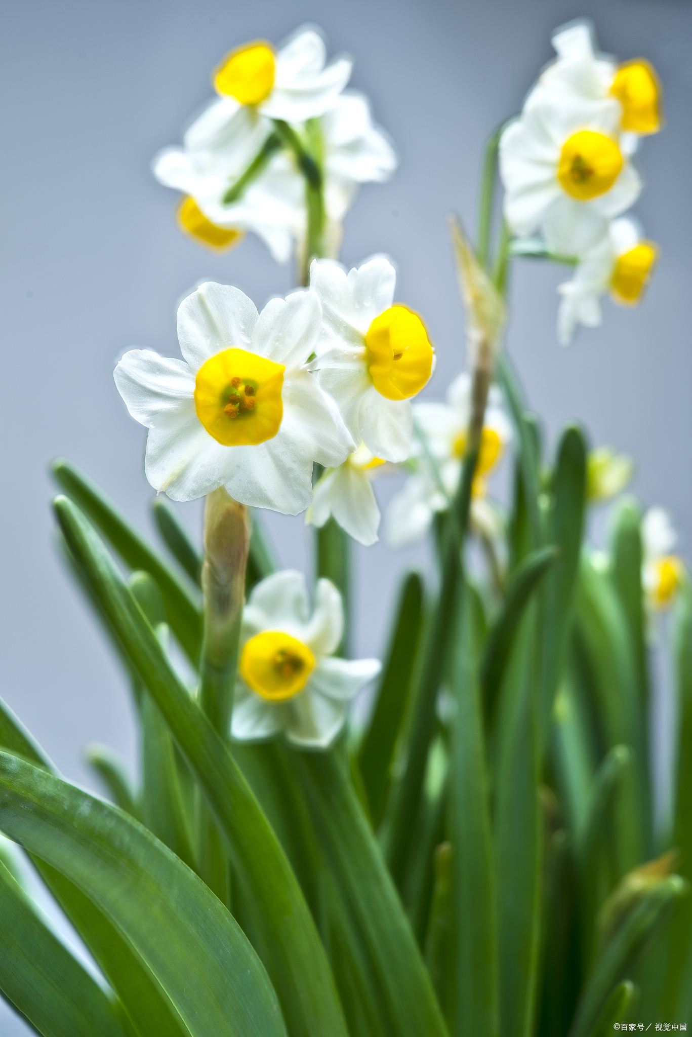 水仙花是人们喜爱的花卉之一