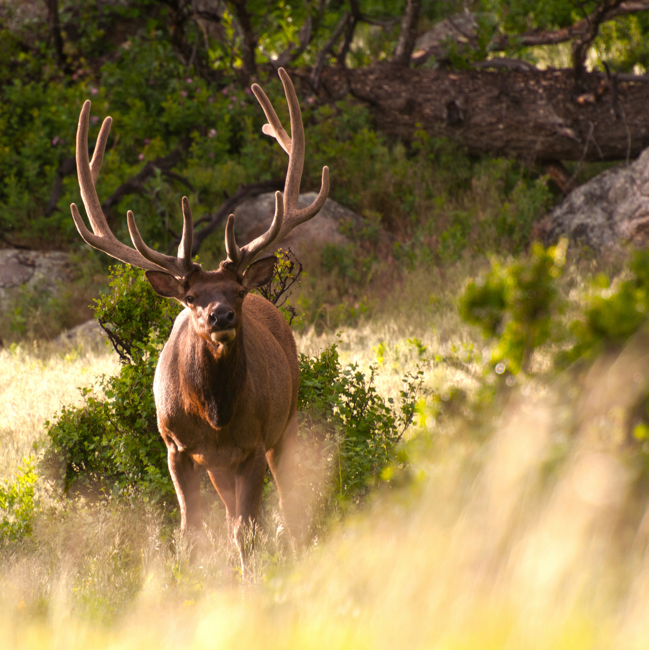 驼鹿在生态系统中扮演重要角色,近年来生存受到威胁.