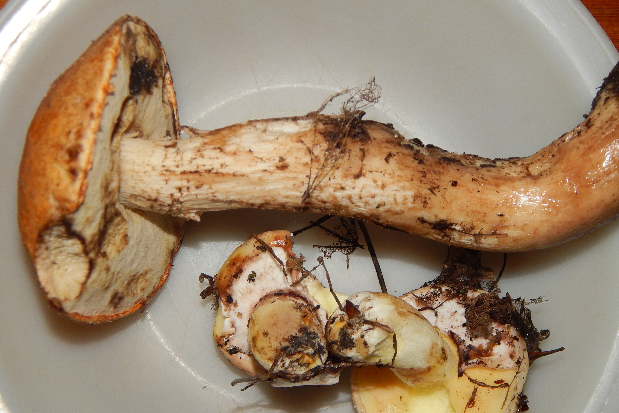 松茸,美味又营养的食材.清洗时需注意卫生安全哦!