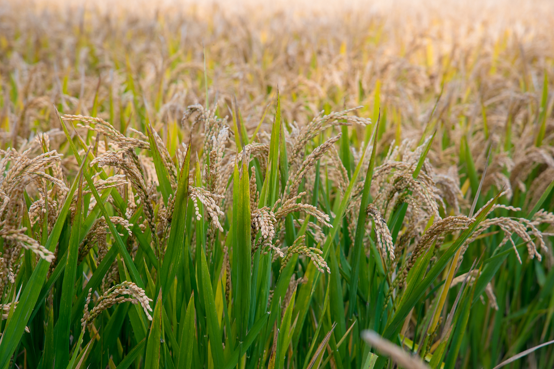 间谍窃取中国杂交水稻亲本种子,要命不要命.