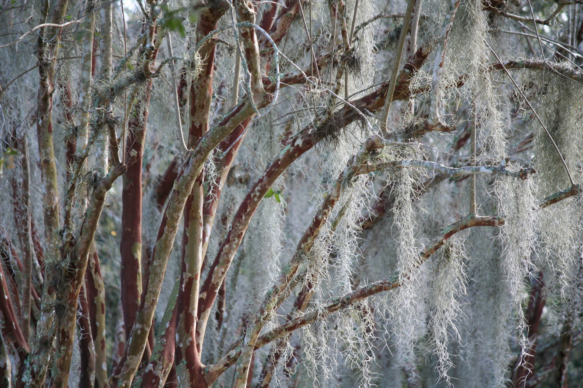 杨树毛毛多久会消失  杨树是一种常见的速生树种,其具有明显的露毛
