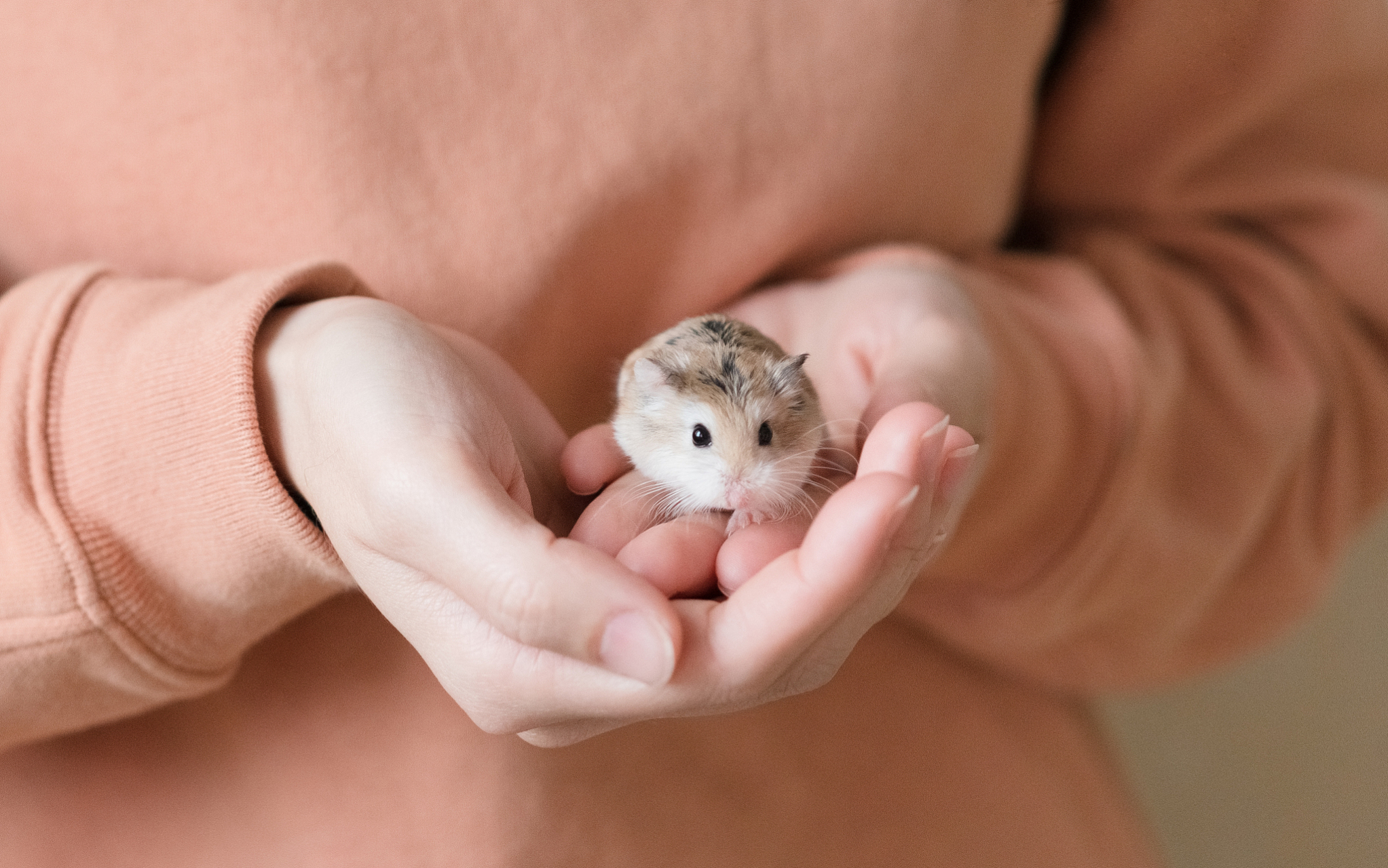 金丝熊与仓鼠的区别:  1. 体型:金丝熊体型较大,仓鼠体型较小. 2.