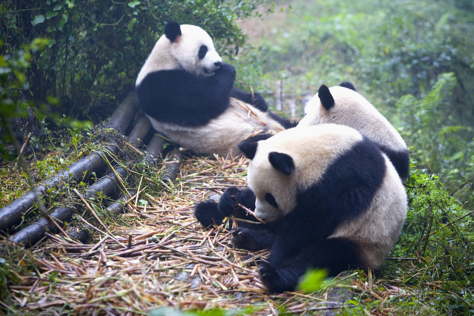 7月7日,旅韩大熊猫"华妮"(韩国呼名:爱宝)产下一对雌性幼崽,这是今年