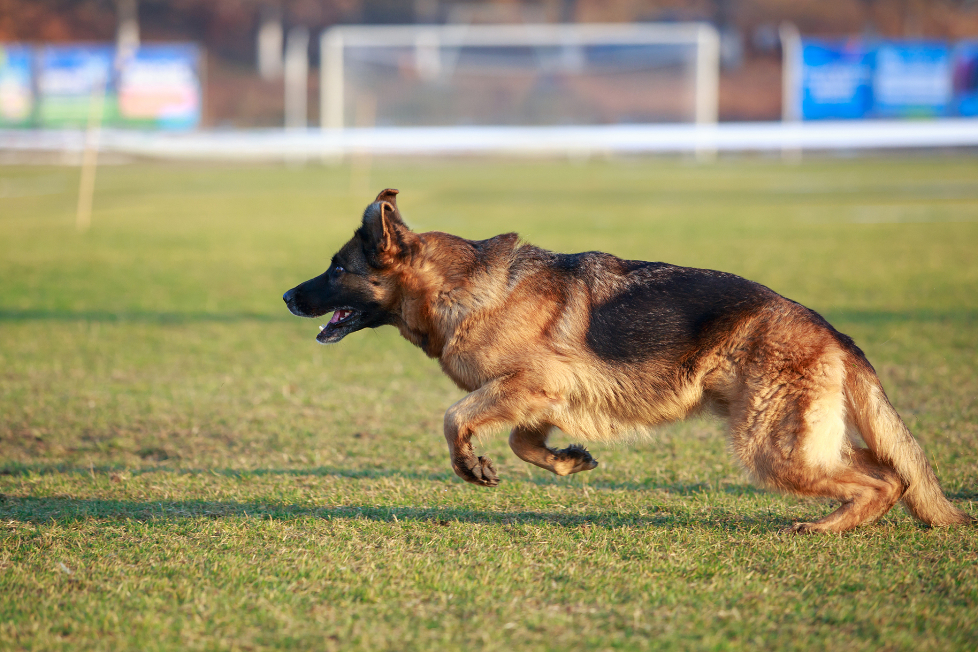 德国牧羊犬唯美图片