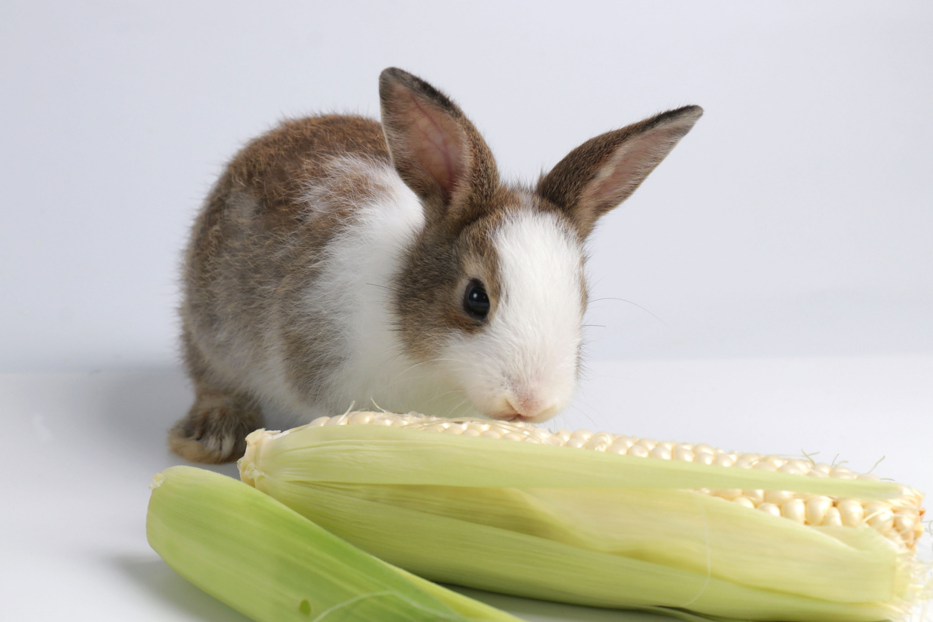 笔记创作营#兔子吃玉米的注意事项 兔子可以适当地吃些玉米,但在给