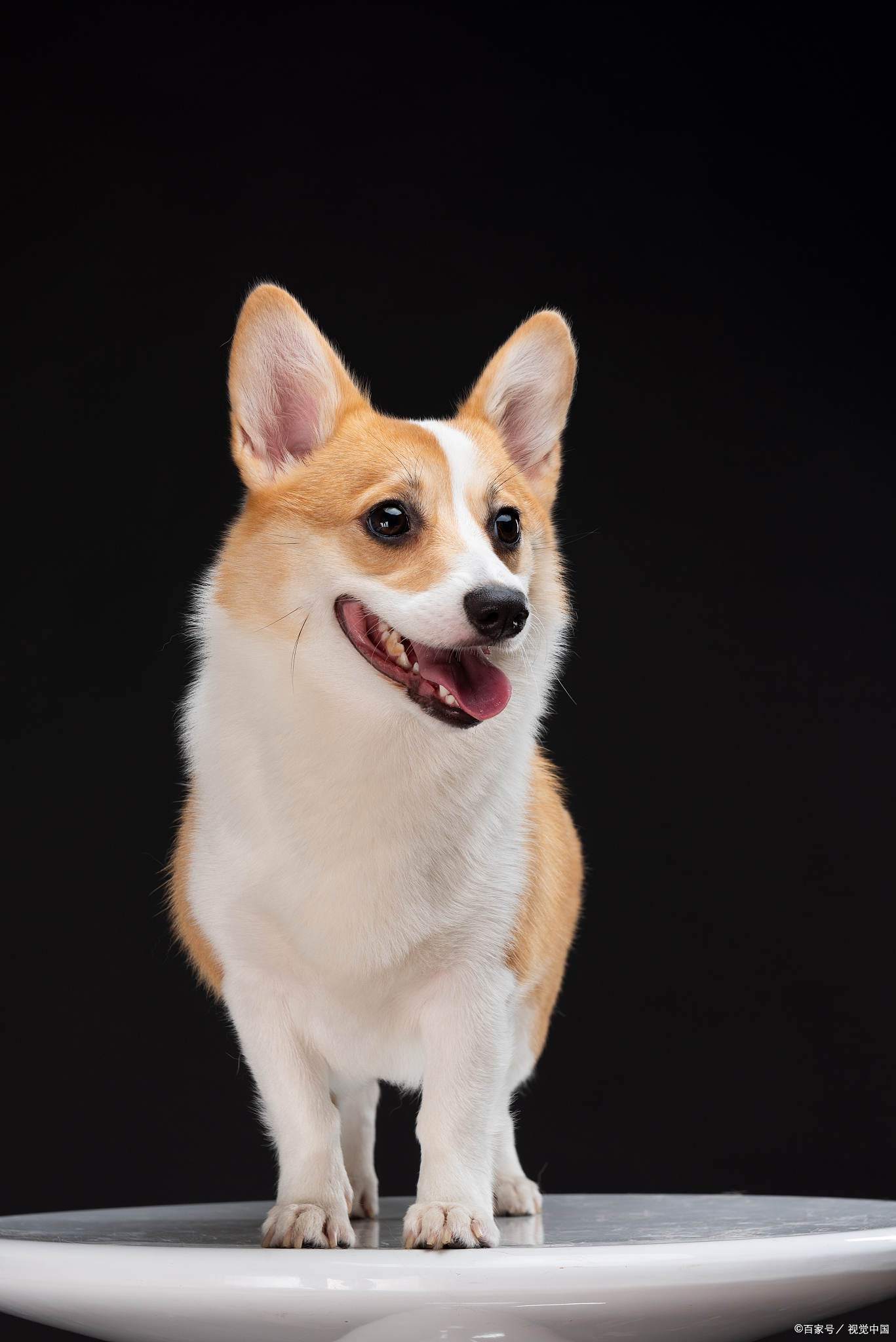 柯基犬狗狗们就像是你的小伙伴,用它们那逗趣和可爱的行为,为你增添