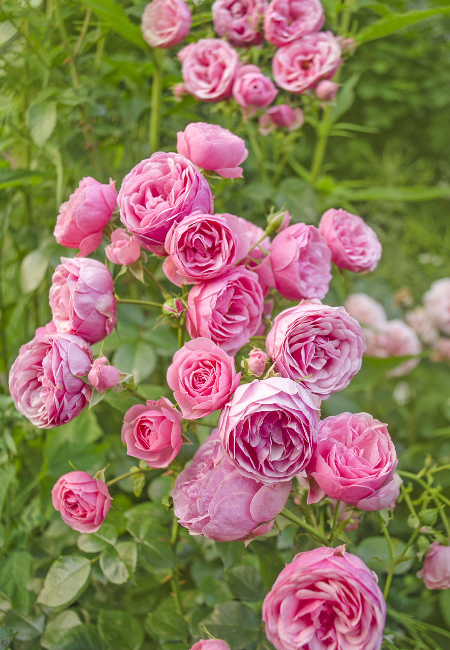 粉达藤本月季优缺点  粉色达芬奇是由法国培育的小型藤本月季品种