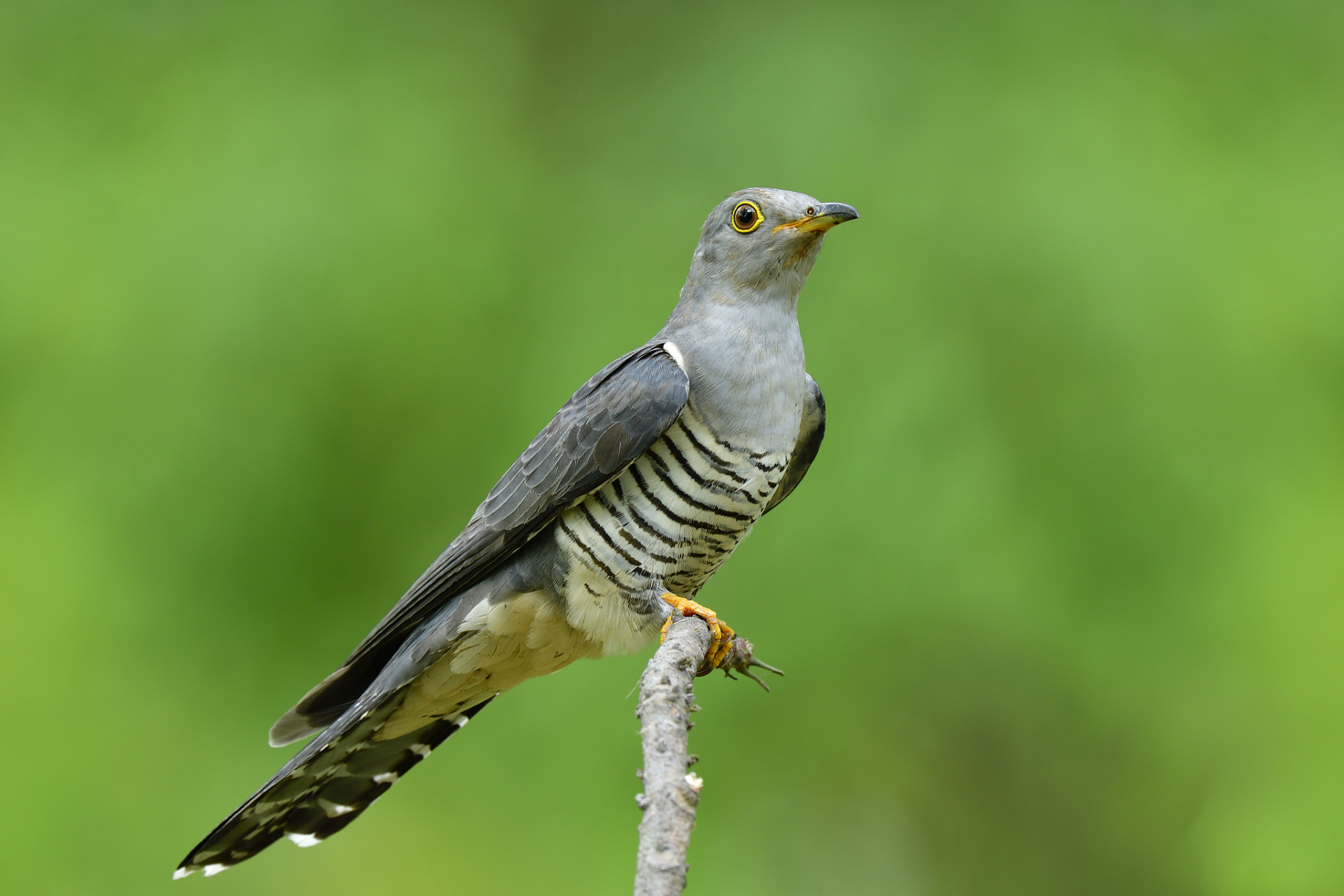 杜鹃鸟象征着爱情,永恒与美丽,其鸣叫声和艳丽的羽毛备受人们喜爱.