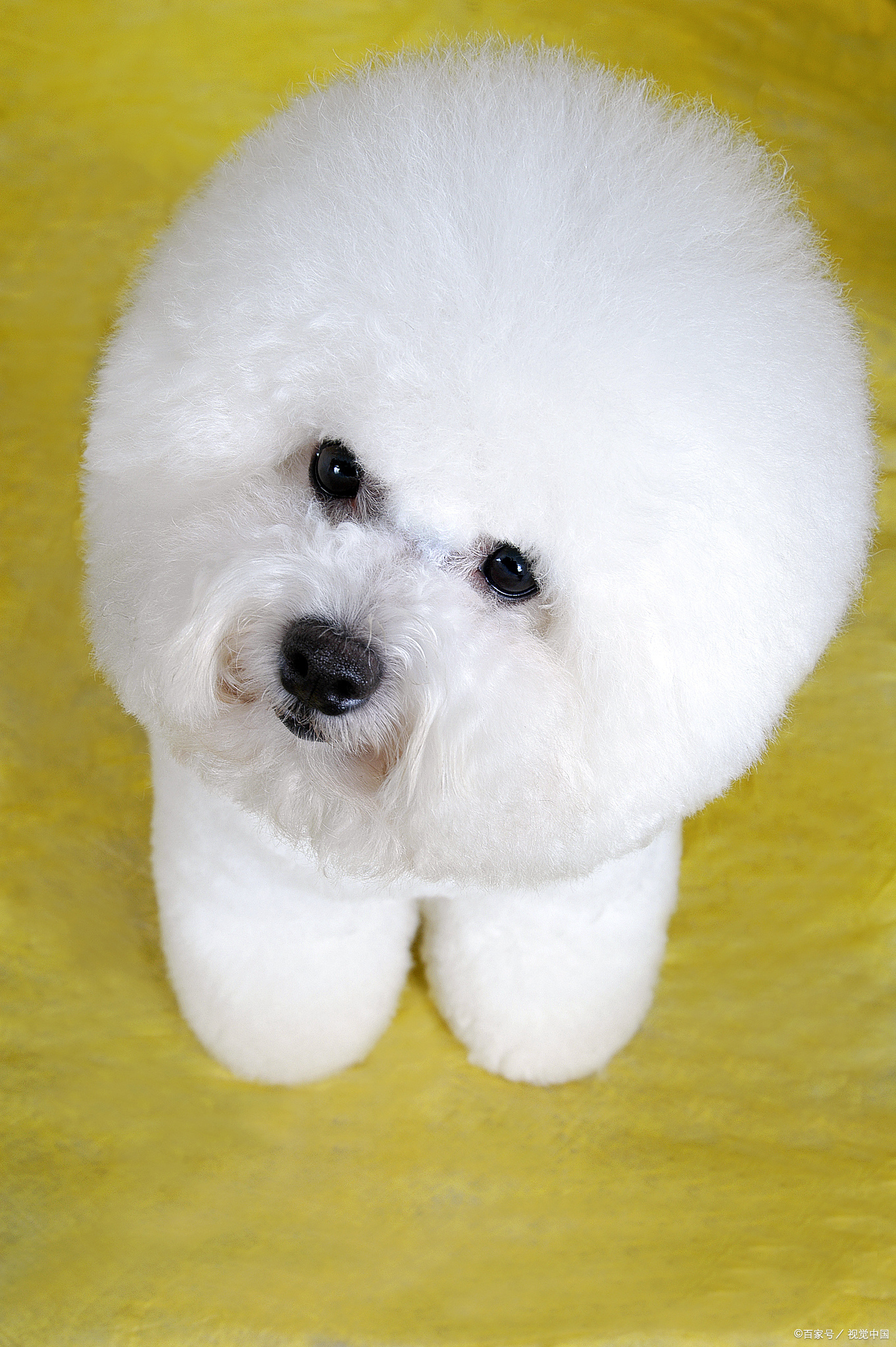 在社交媒体上,茶杯犬以其娇小的体型和萌萌的形象赢