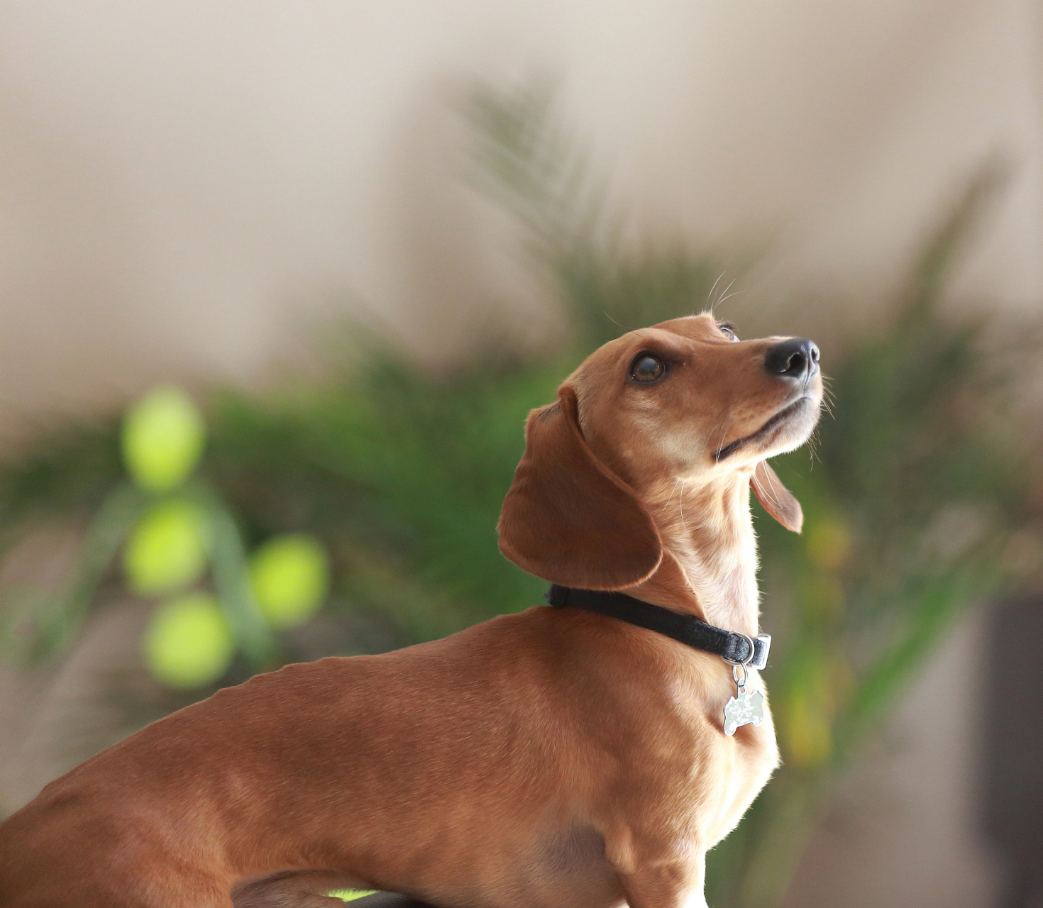 腊肠狗,这个名字来源于其独特的身体结构.