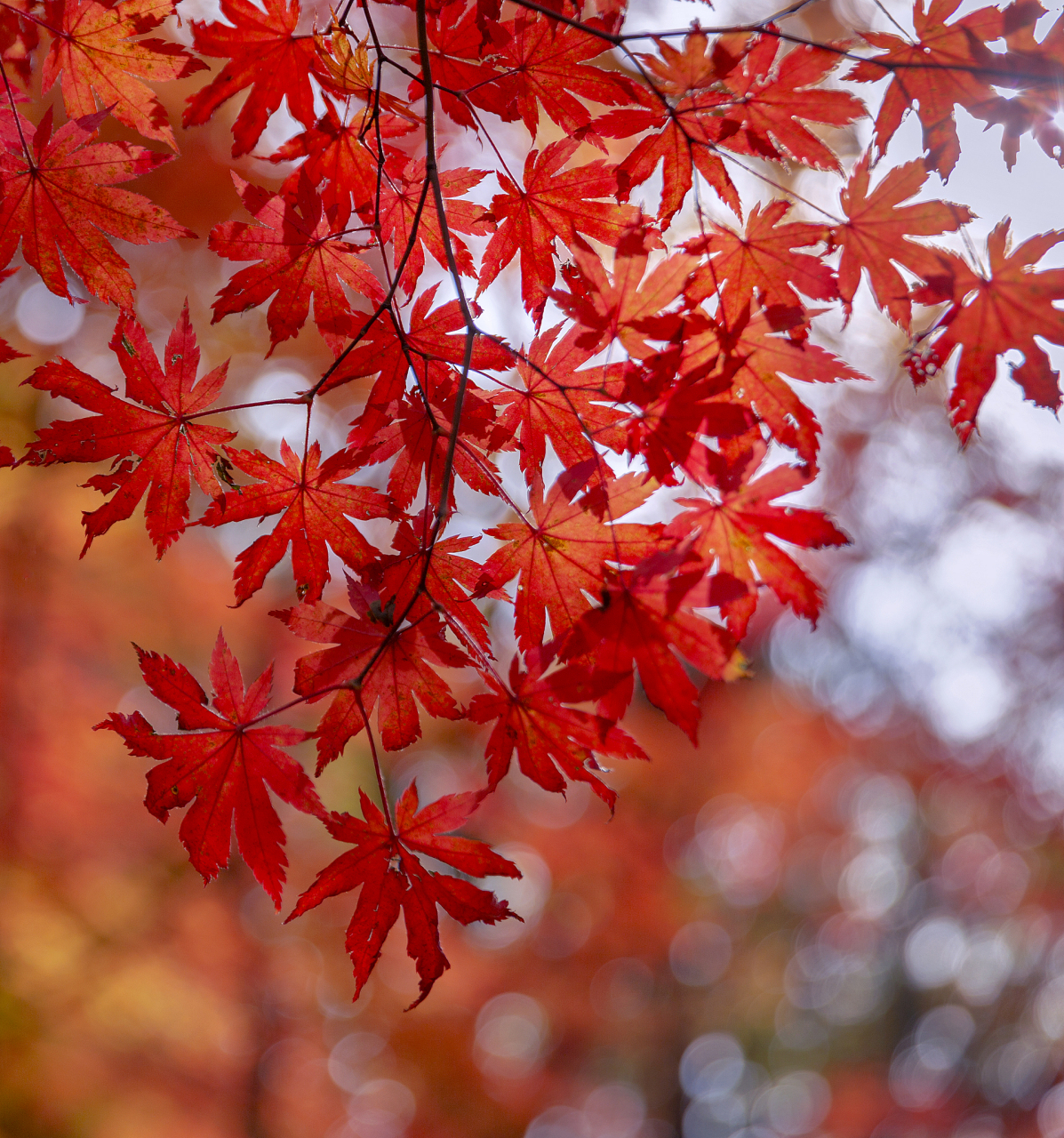 93  哎呀,秋天到了,北京的枫叶也该红了.