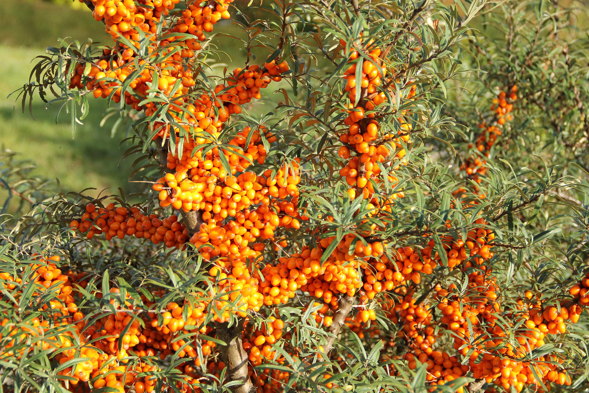 沙棘的功效与作用,人人都需要  沙棘是一种生长在沙漠中的植物,具有极