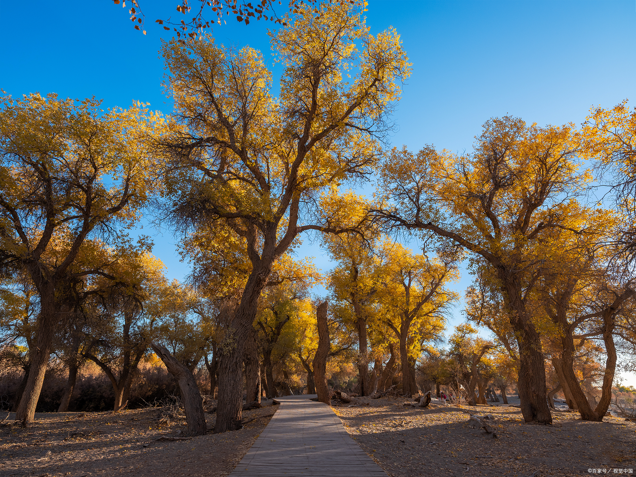 在新疆,胡杨林遍布天山南北:南疆有且末胡杨林,若羌胡杨林,和田胡杨林