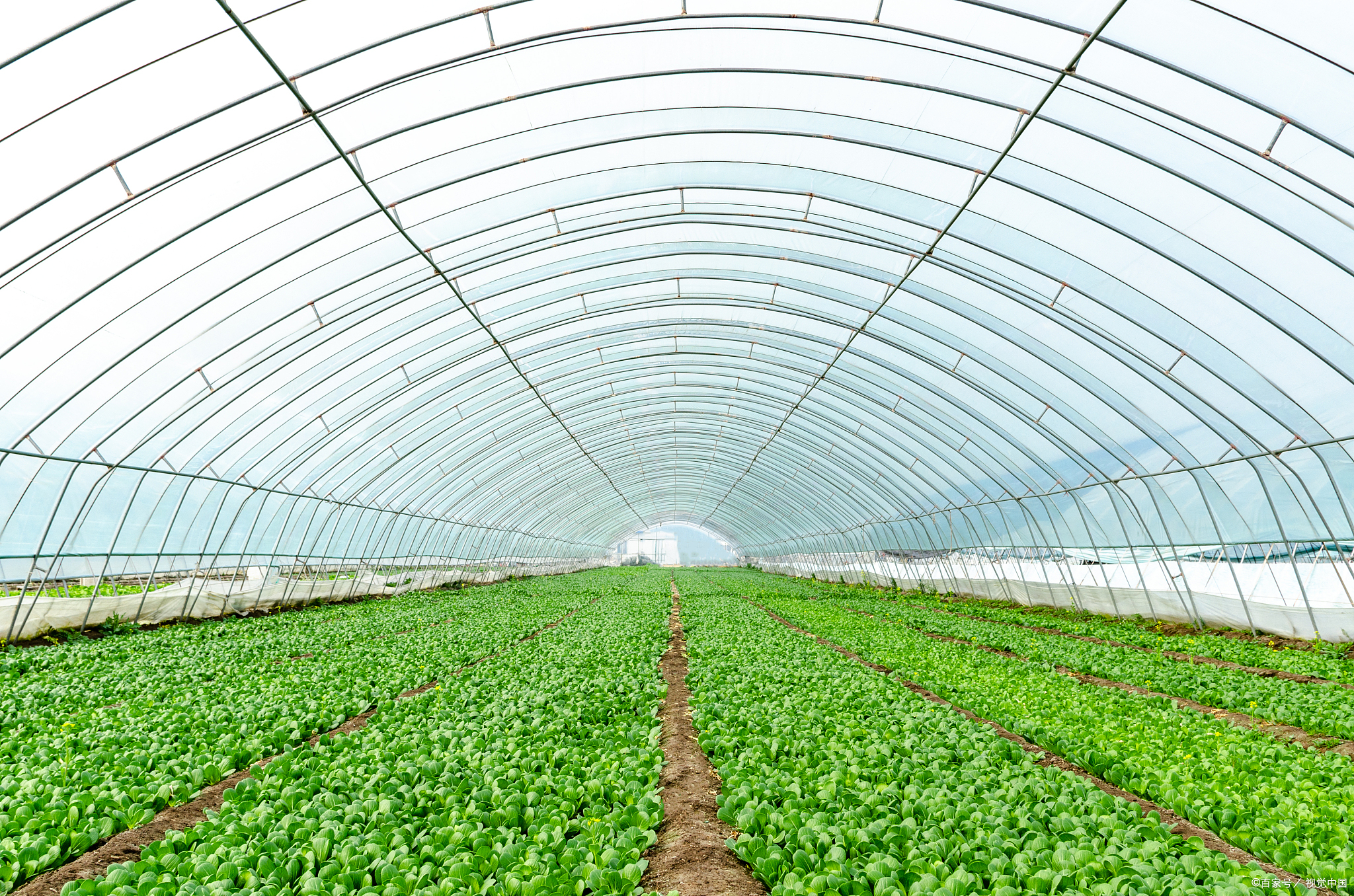 详述如下 何种植物适宜生长于大棚之内,关键在于其占地面积.